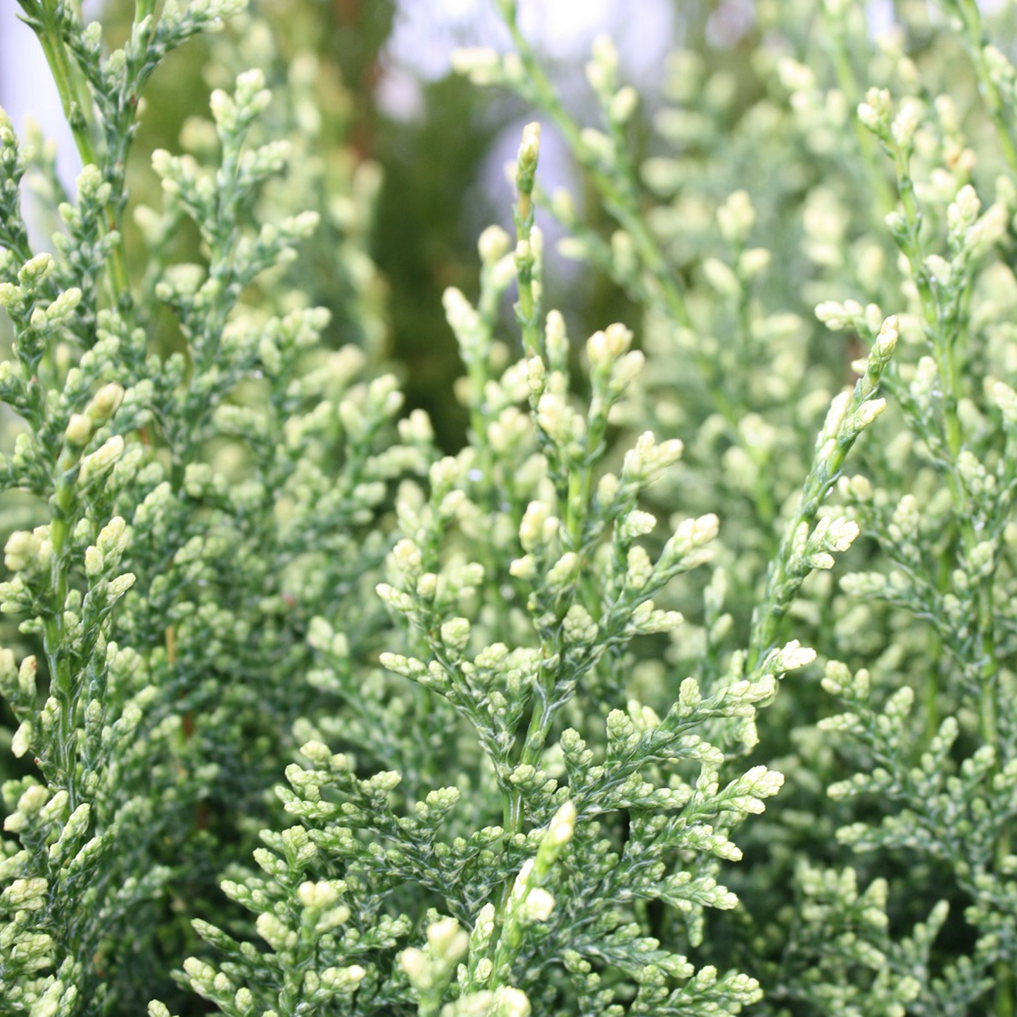 Chamaecyparis White Spot (9cm)