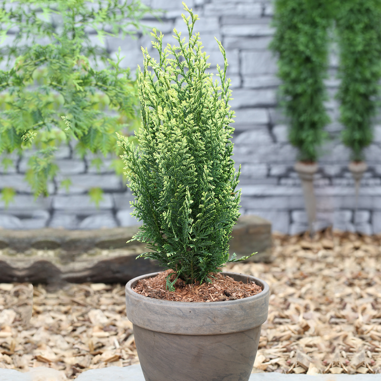 Chamaecyparis White Spot (9cm)
