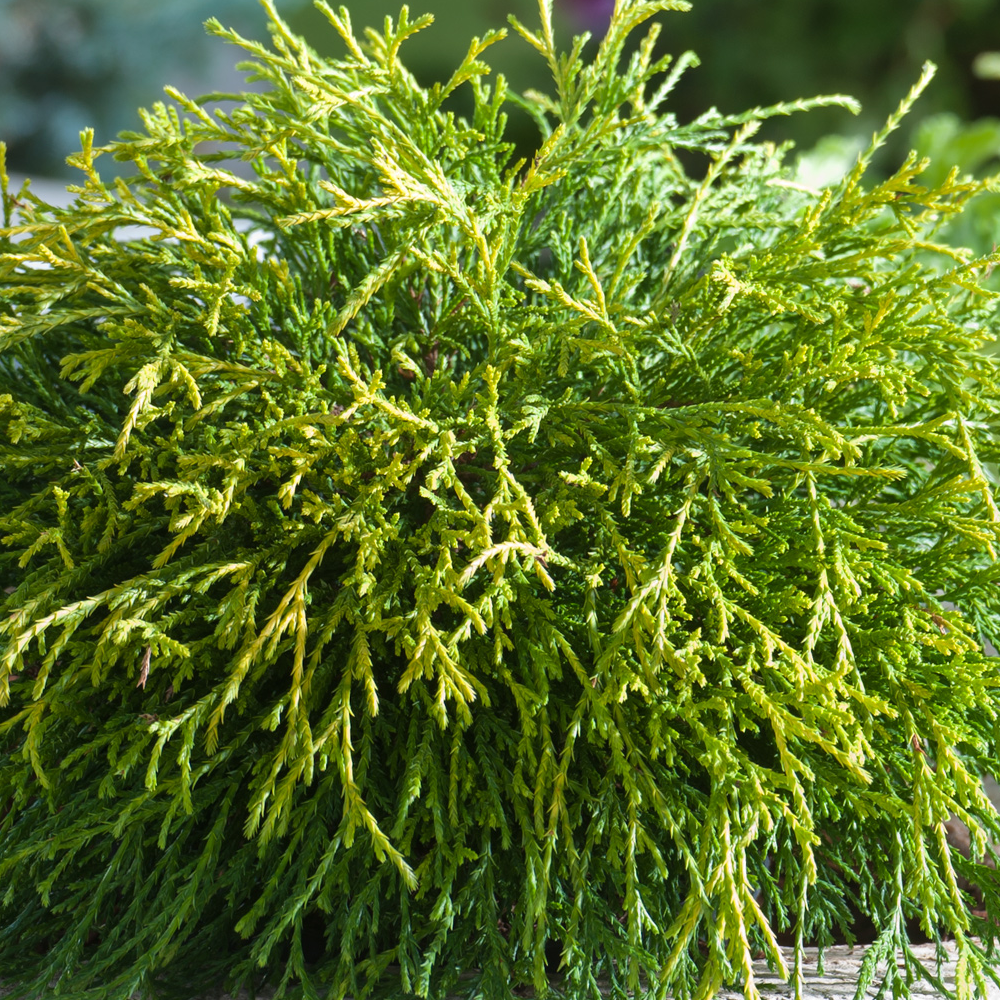 Chamaecyparis Sungold (9cm)