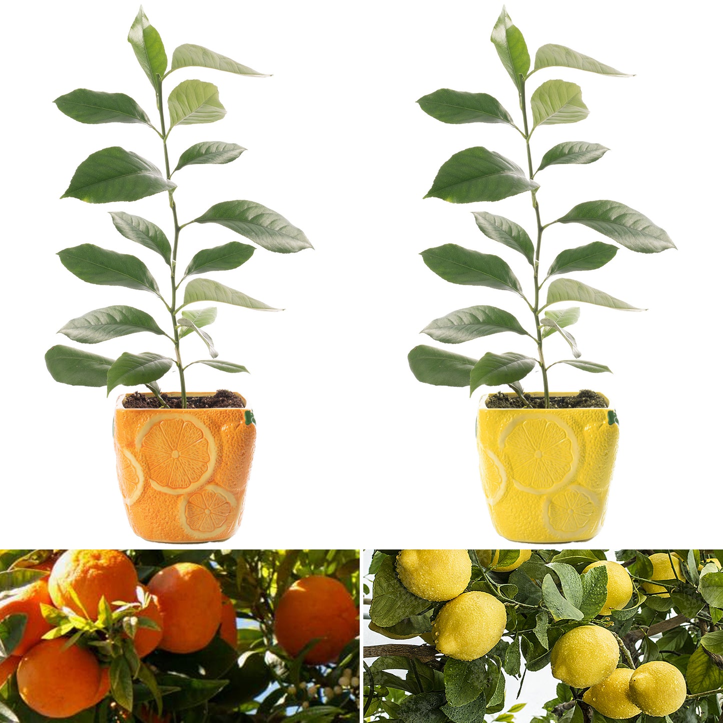 Citrus Duo - Lemon & Orange (9cm, Ceramic Pots)