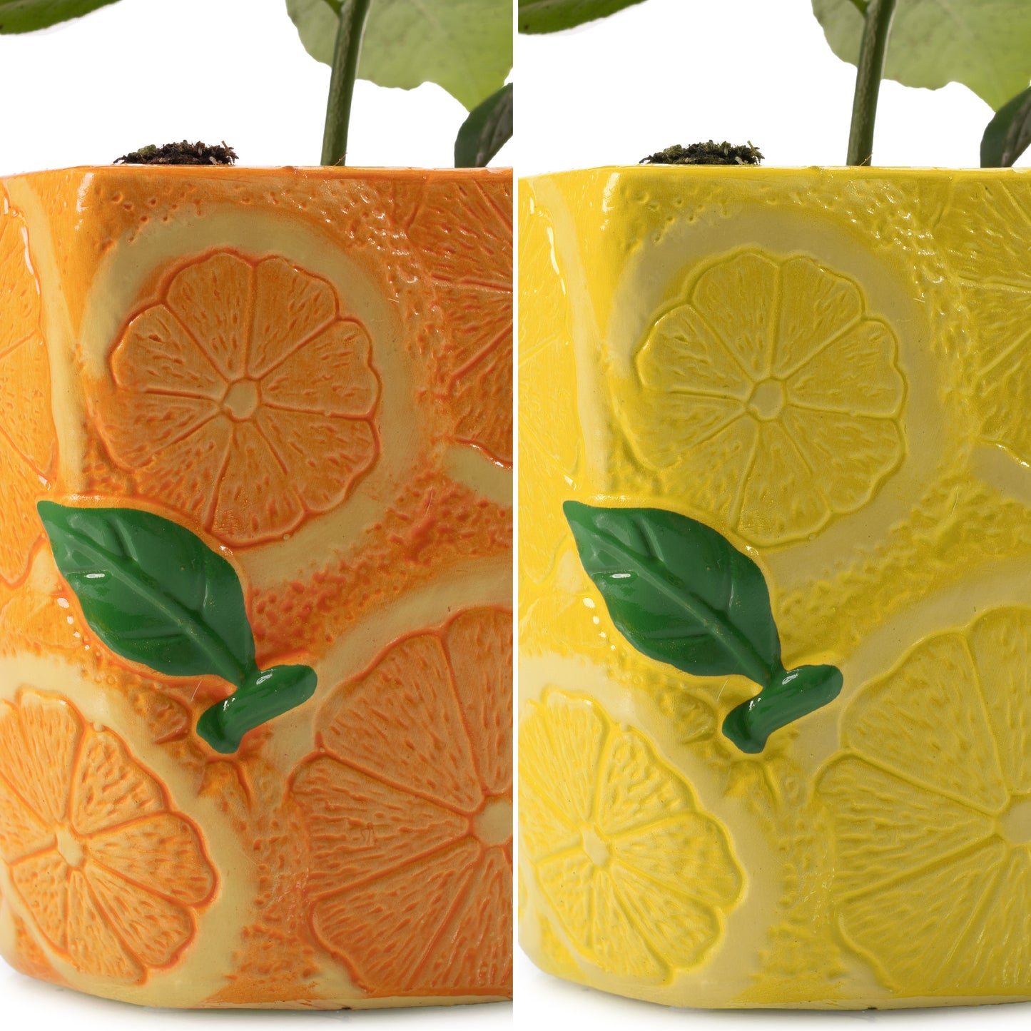 Citrus Duo - Lemon & Orange (9cm, Ceramic Pots)