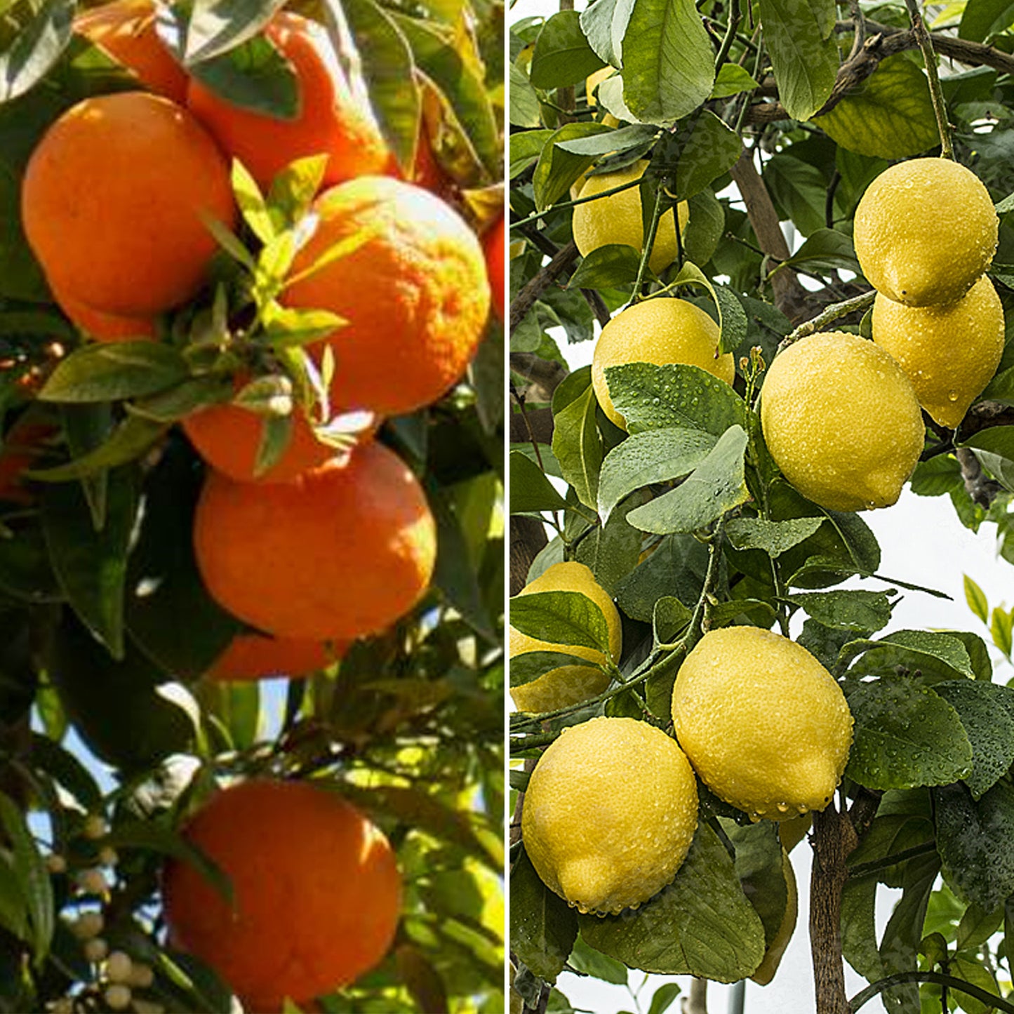 Citrus Duo - Lemon & Orange (9cm, Ceramic Pots)