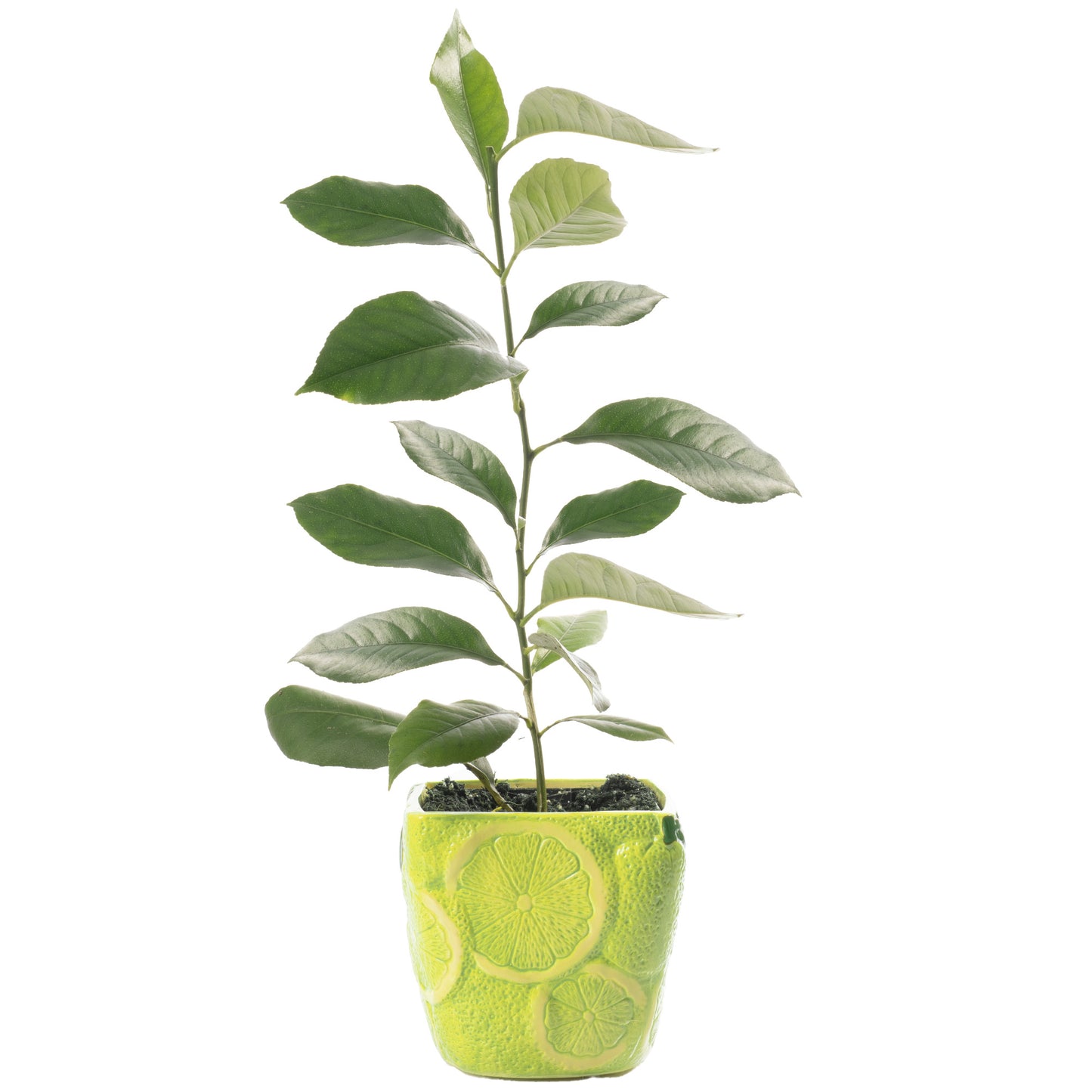 Citrus Lime (9cm, Ceramic Pot)
