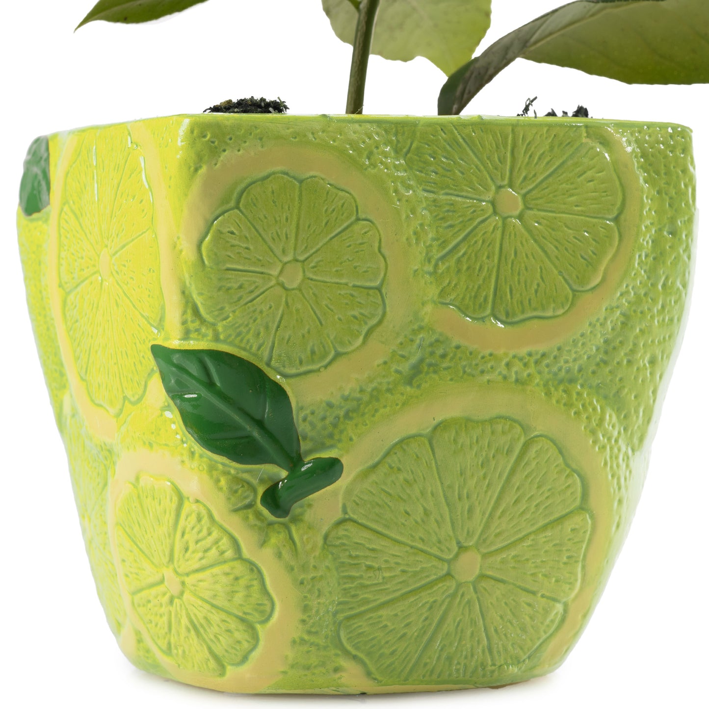 Citrus Lime (9cm, Ceramic Pot)