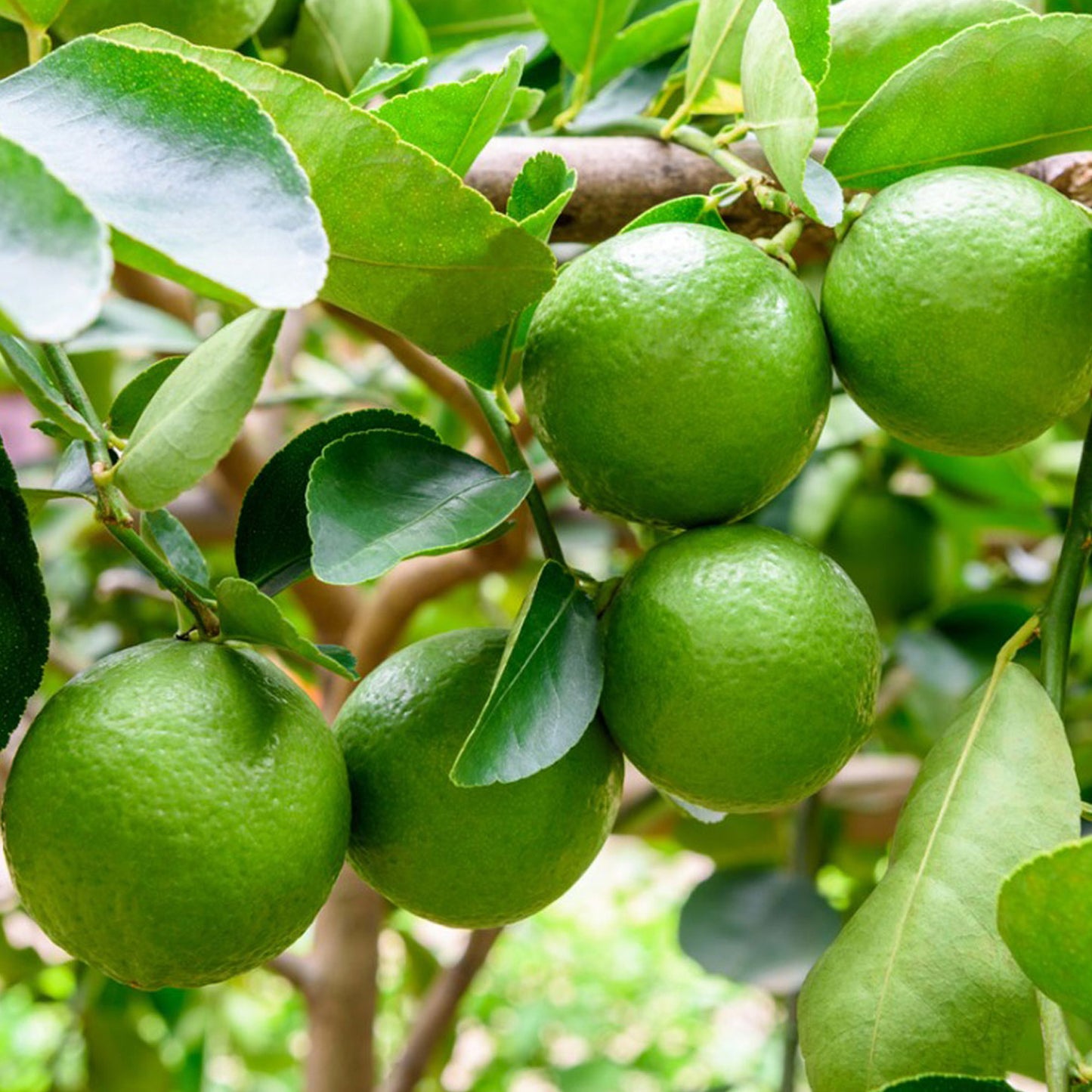 Citrus Lime (9cm, Ceramic Pot)