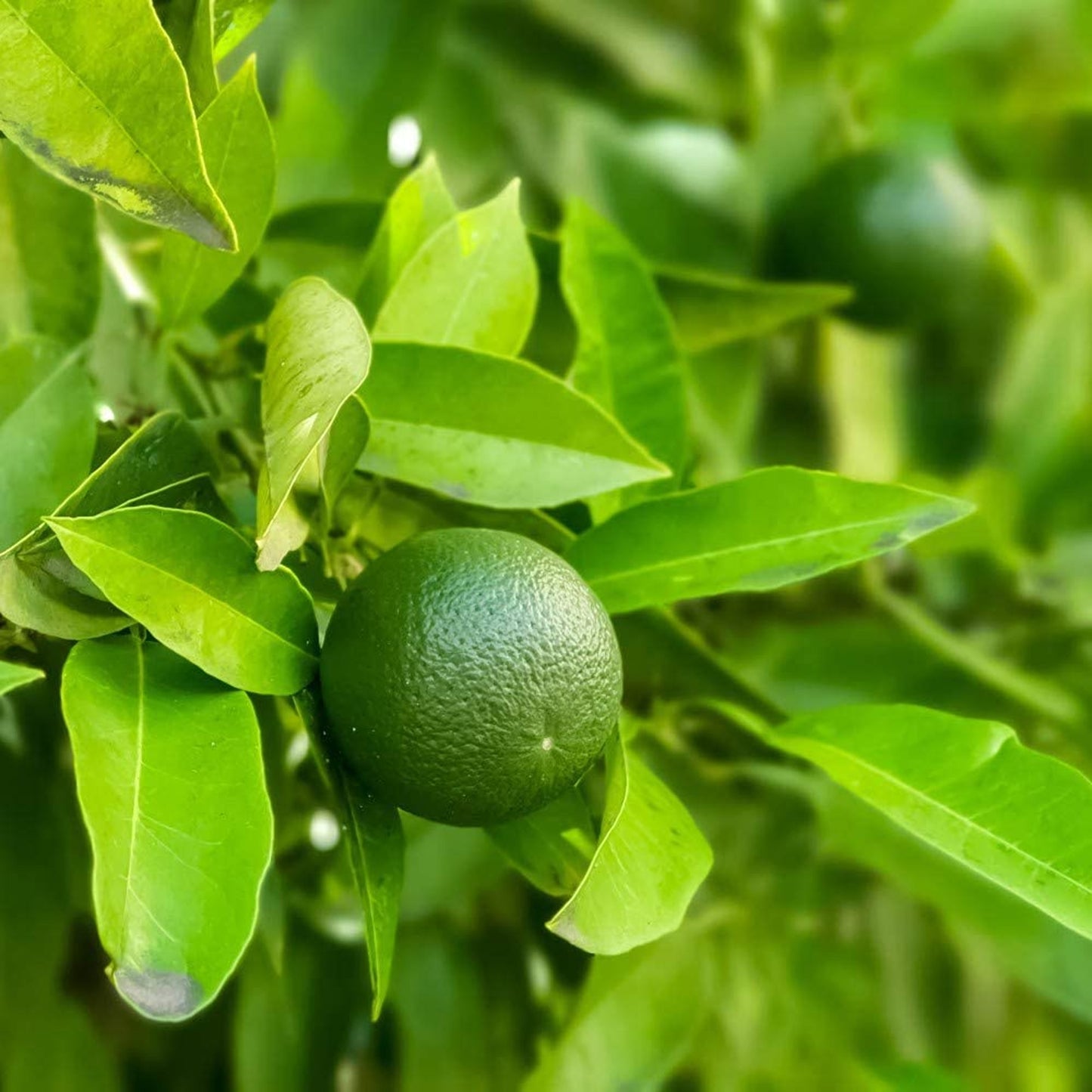 Citrus Lime (9cm, Ceramic Pot)