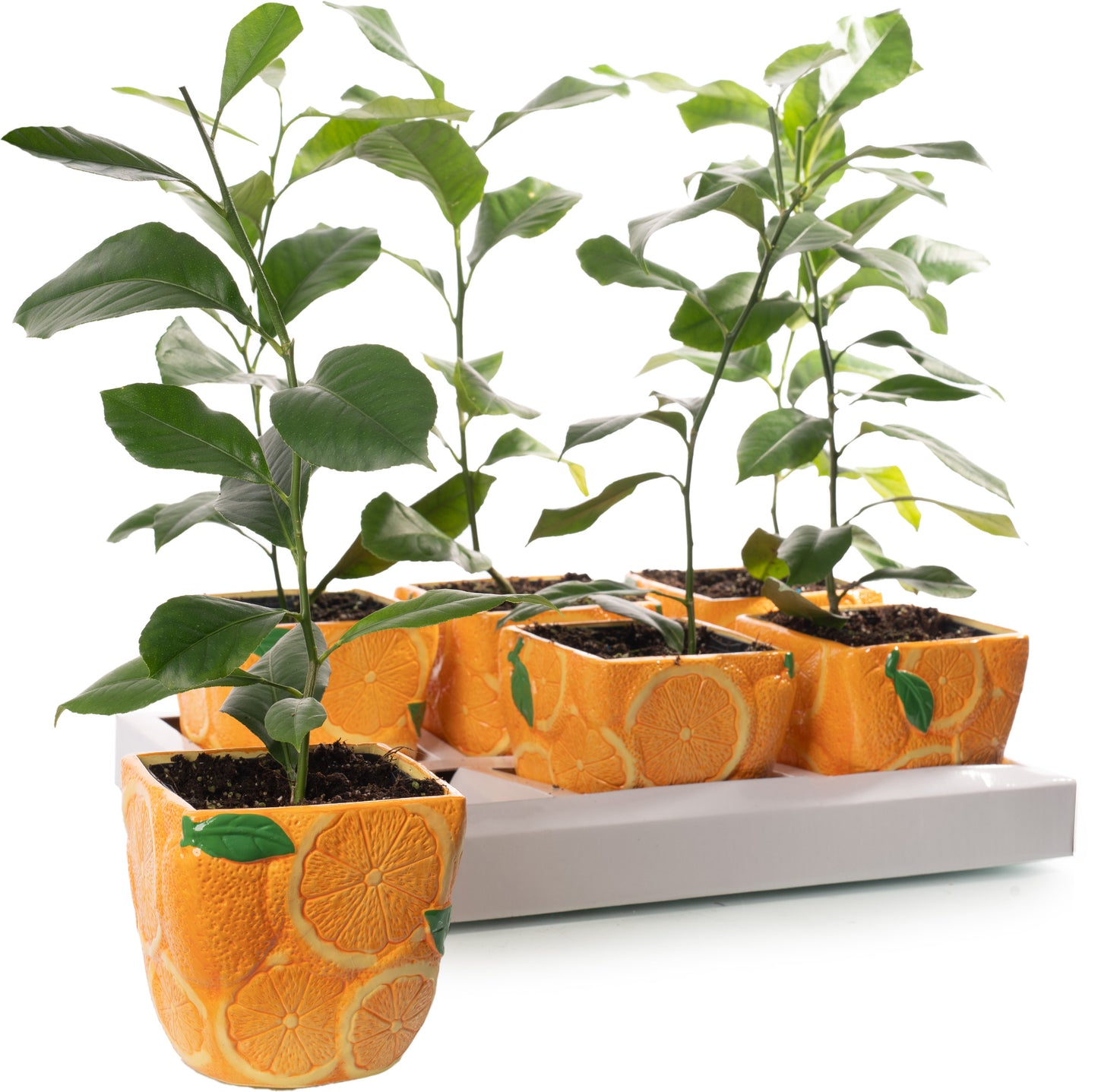 Citrus Orange (9cm, Ceramic Pot)