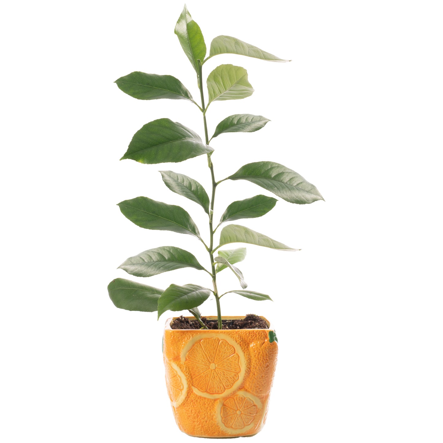 Citrus Orange (9cm, Ceramic Pot)