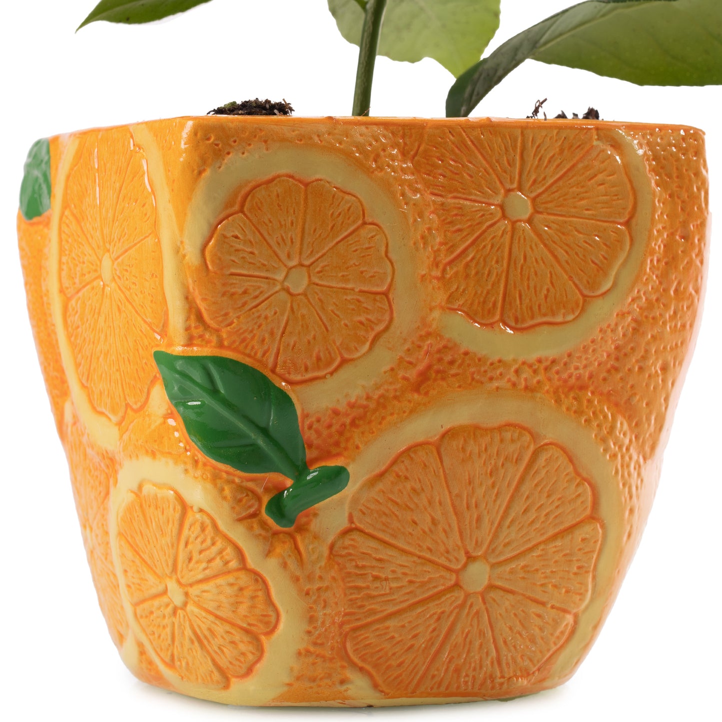 Citrus Orange (9cm, Ceramic Pot)