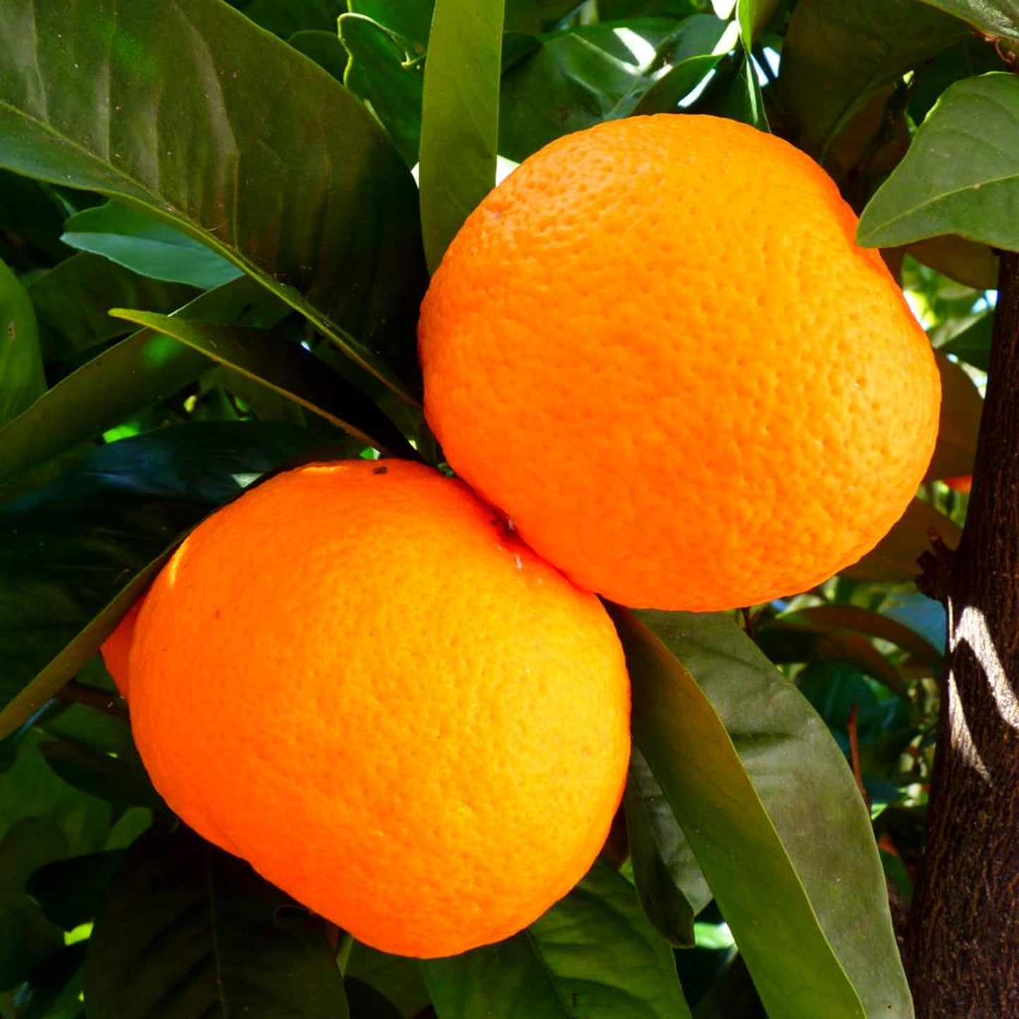 Citrus Orange (9cm, Ceramic Pot)