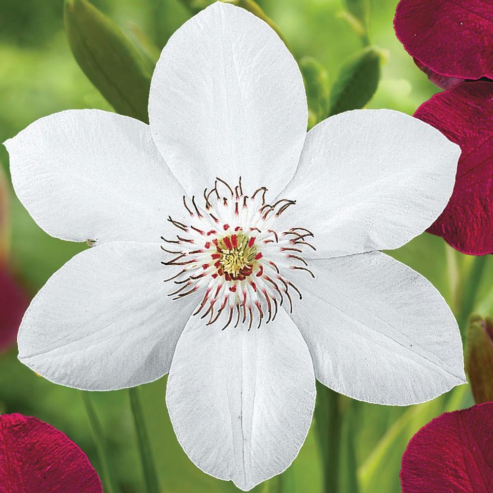 Clematis Miss Bateman (9cm)