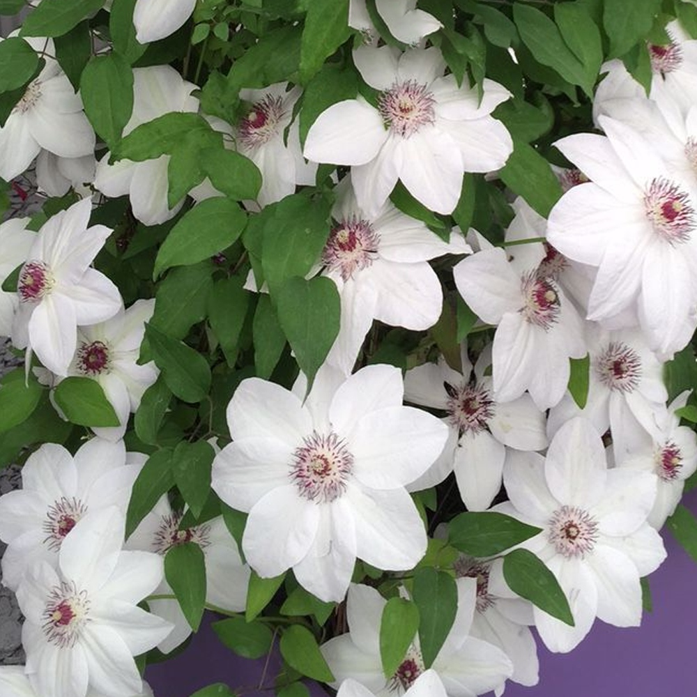 Clematis Miss Bateman (9cm)