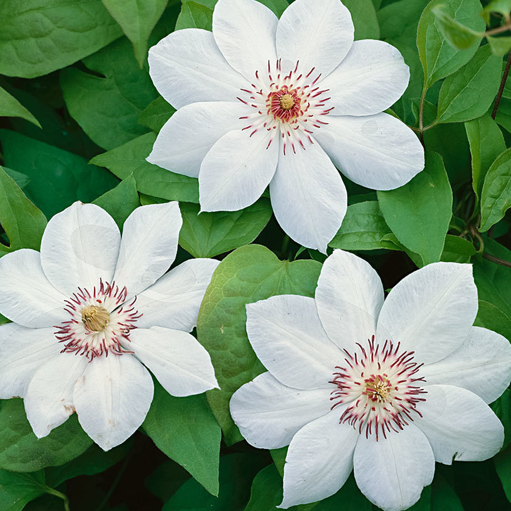 Clematis Miss Bateman (9cm)
