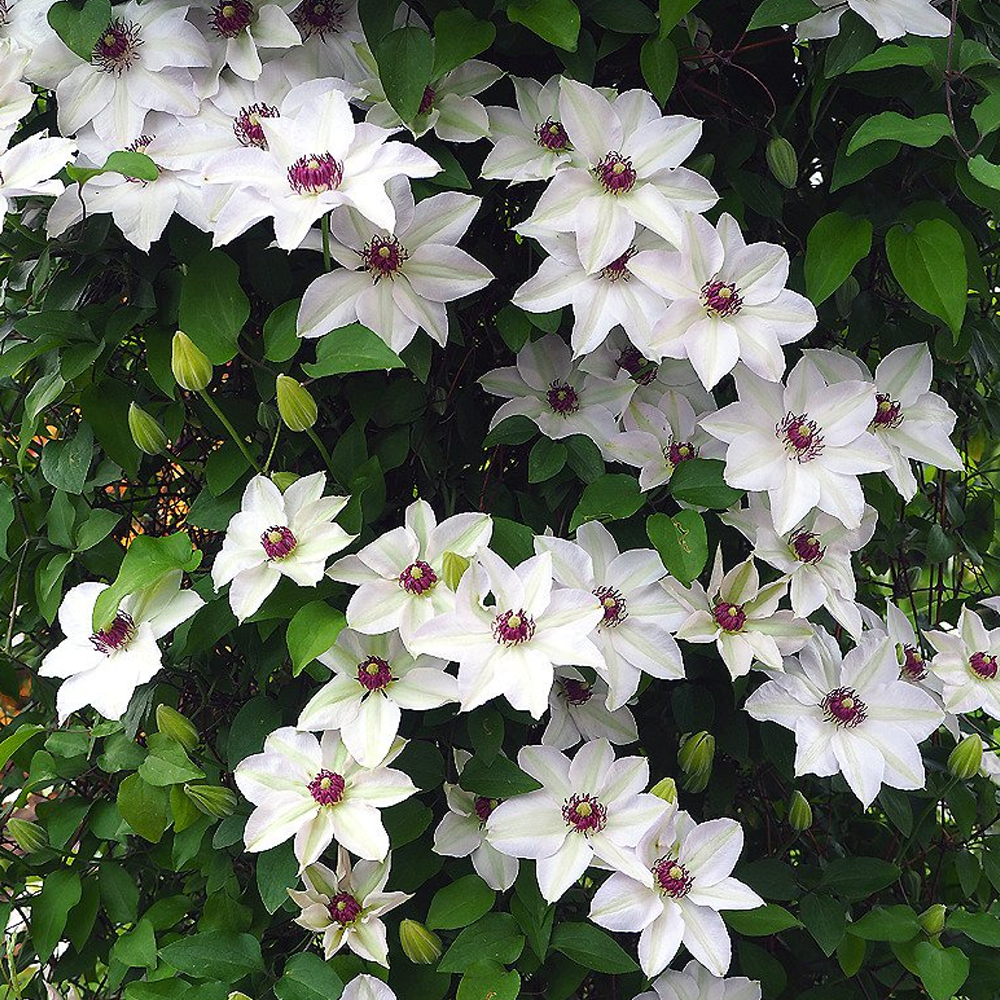 Clematis Miss Bateman (9cm)