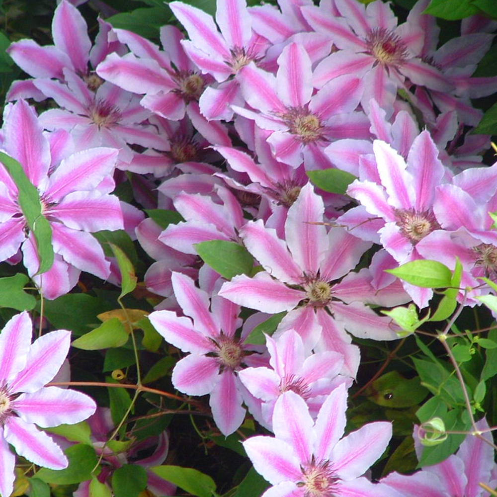 Clematis Nelly Moser (9cm)