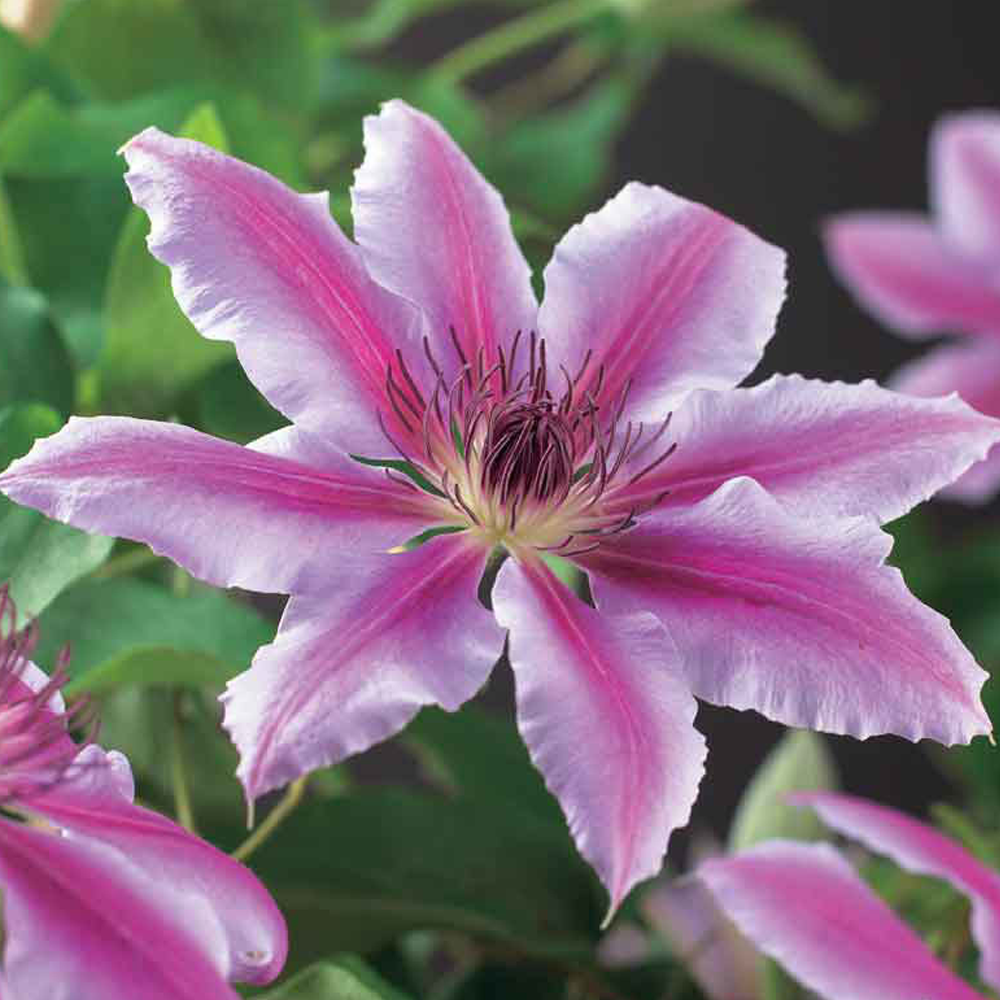 Clematis Nelly Moser (9cm)