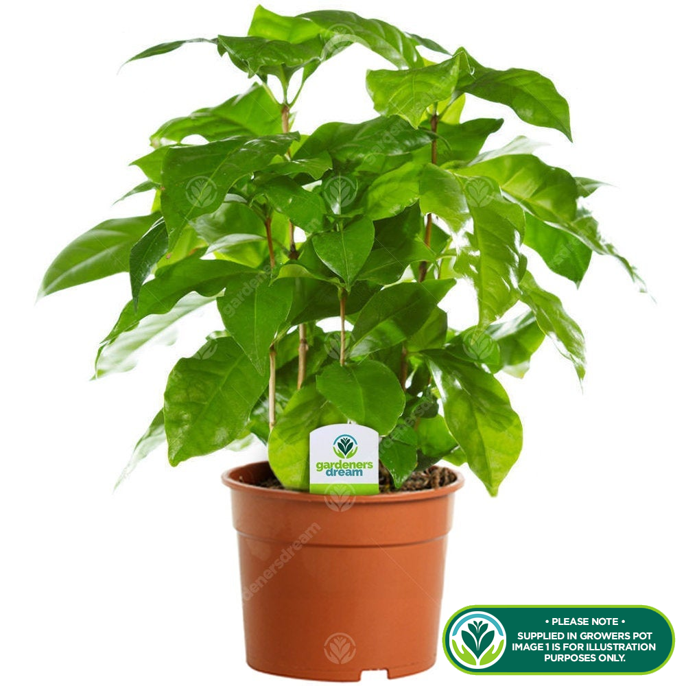 Coffea arabica (13cm, V1)