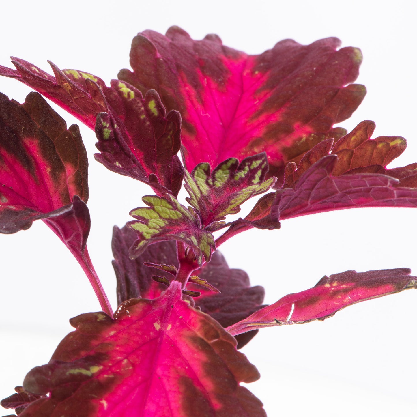 Baby Plants - Coleus Stained Glassworks Royalty