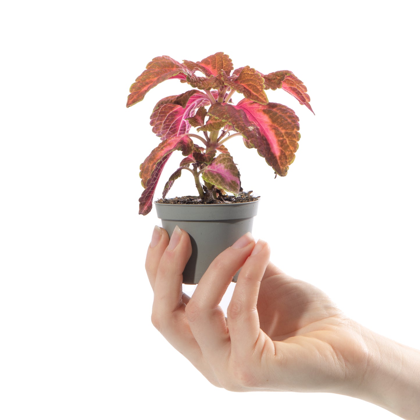 Baby Plants - Coleus Main Street Sunset Boulevard