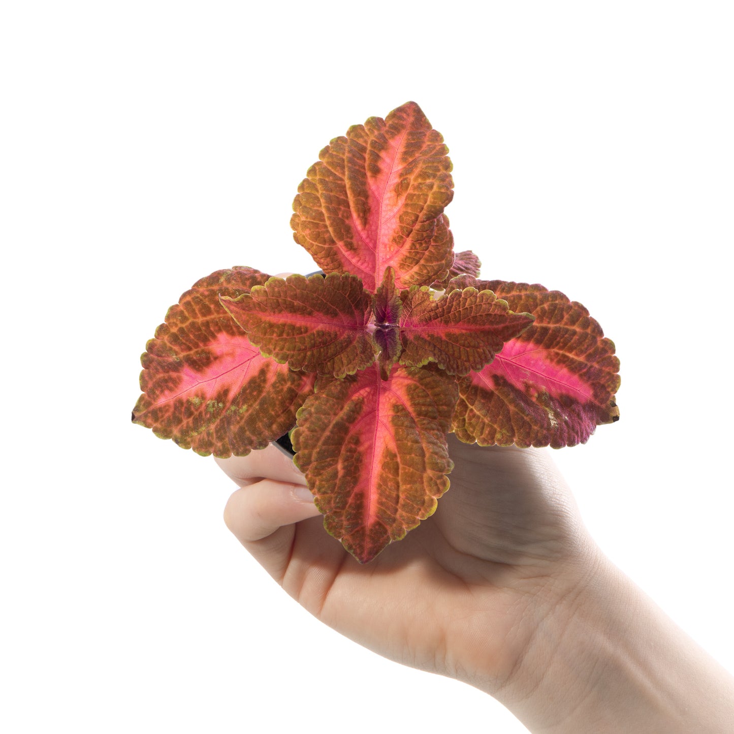 Baby Plants - Coleus Main Street Sunset Boulevard