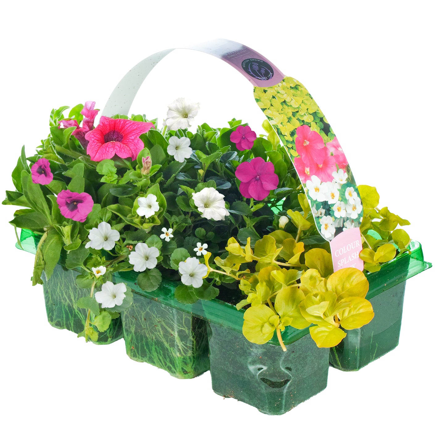 Basket Plants - Colour Splash Pink (6 Pack)