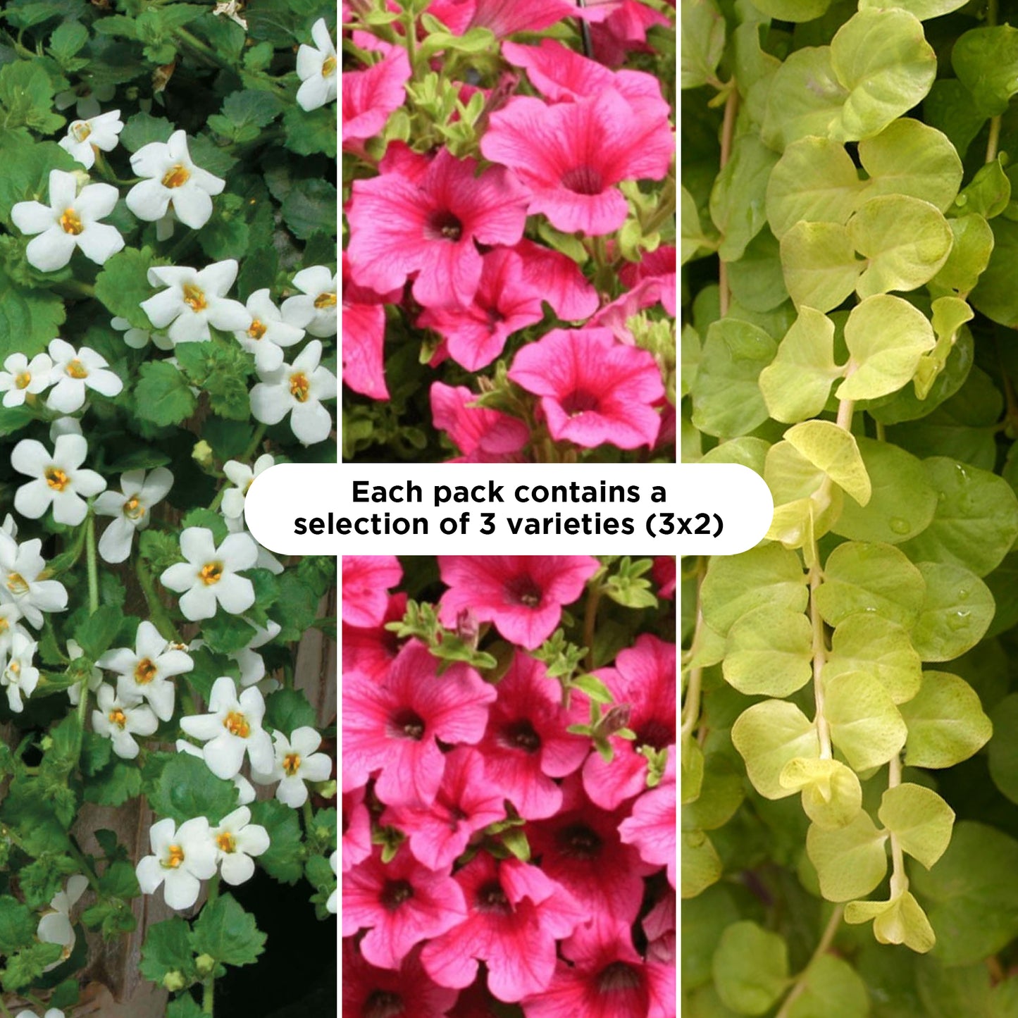 Basket Plants - Colour Splash Pink (6 Pack)