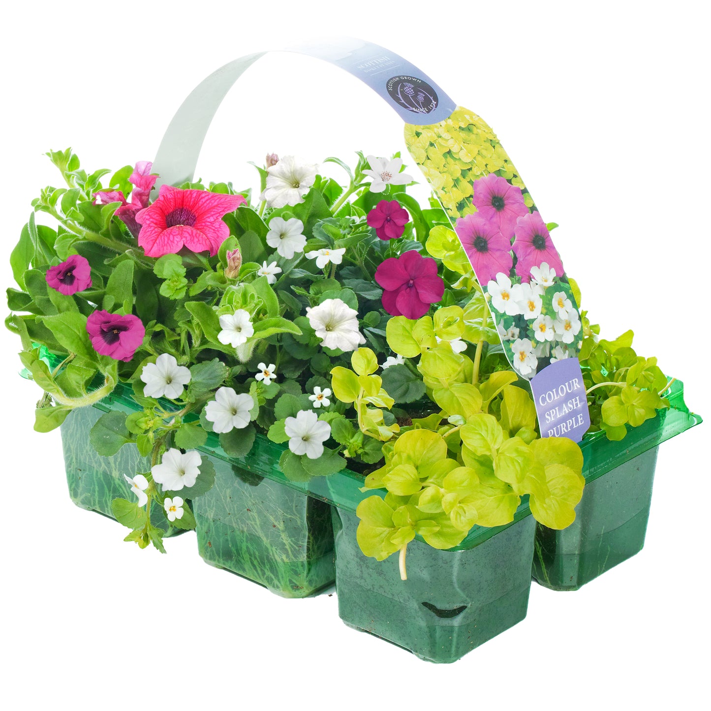 Basket Plants - Colour Splash Purple (6 Pack)