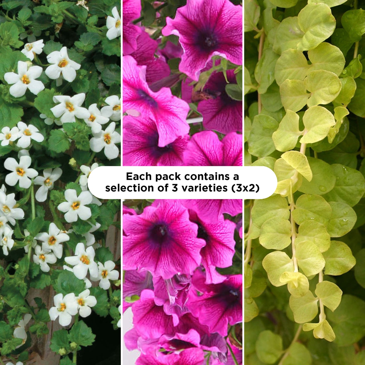 Basket Plants - Colour Splash Purple (6 Pack)