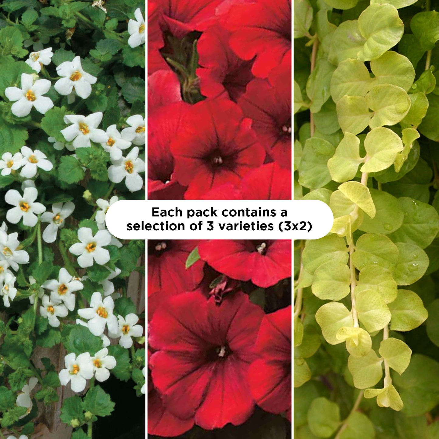 Basket Plants - Colour Splash Red (6 Pack)
