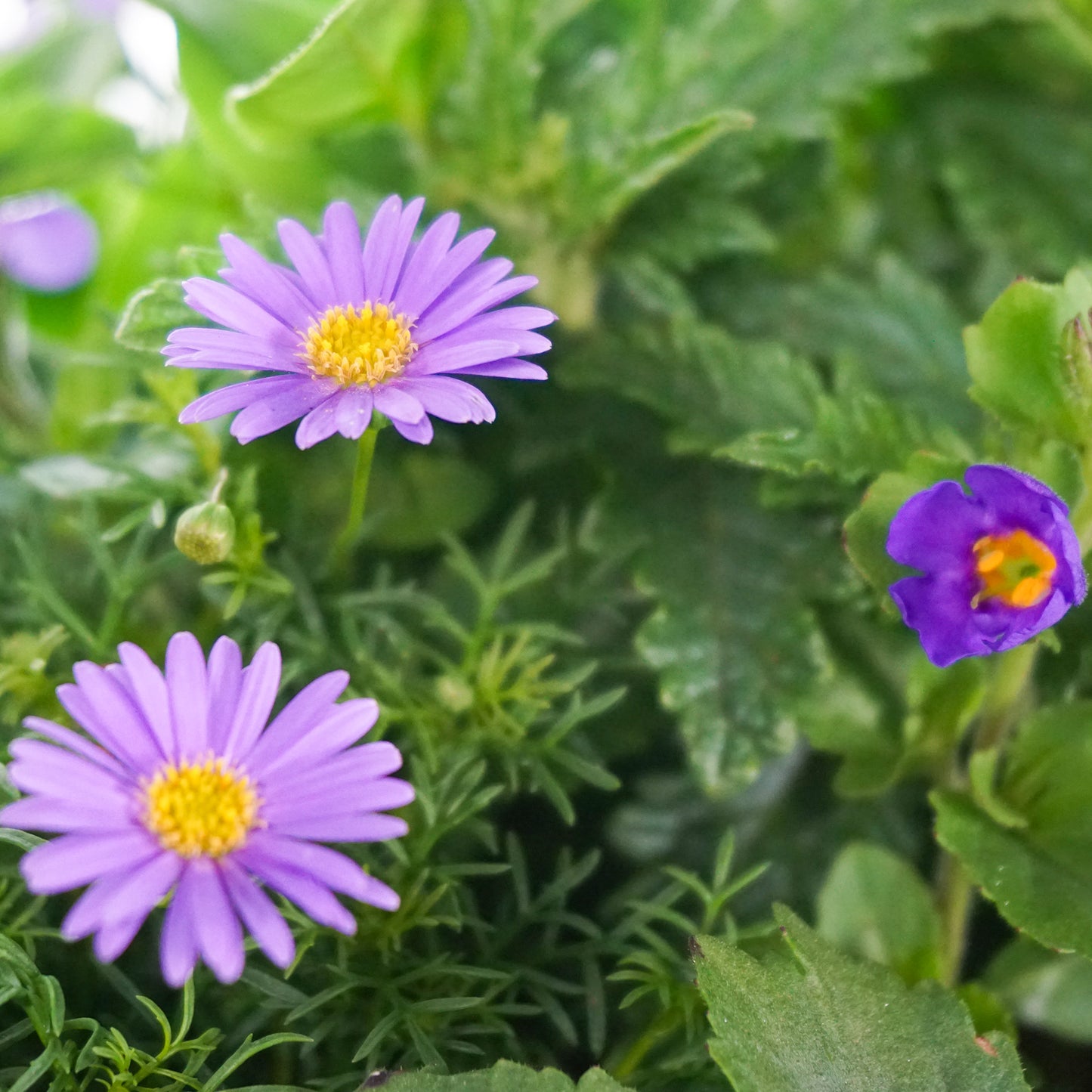 Hanging Basket - Blue Shades