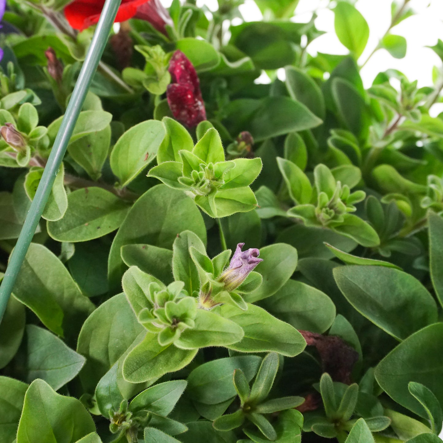 Hanging Basket - Mixed