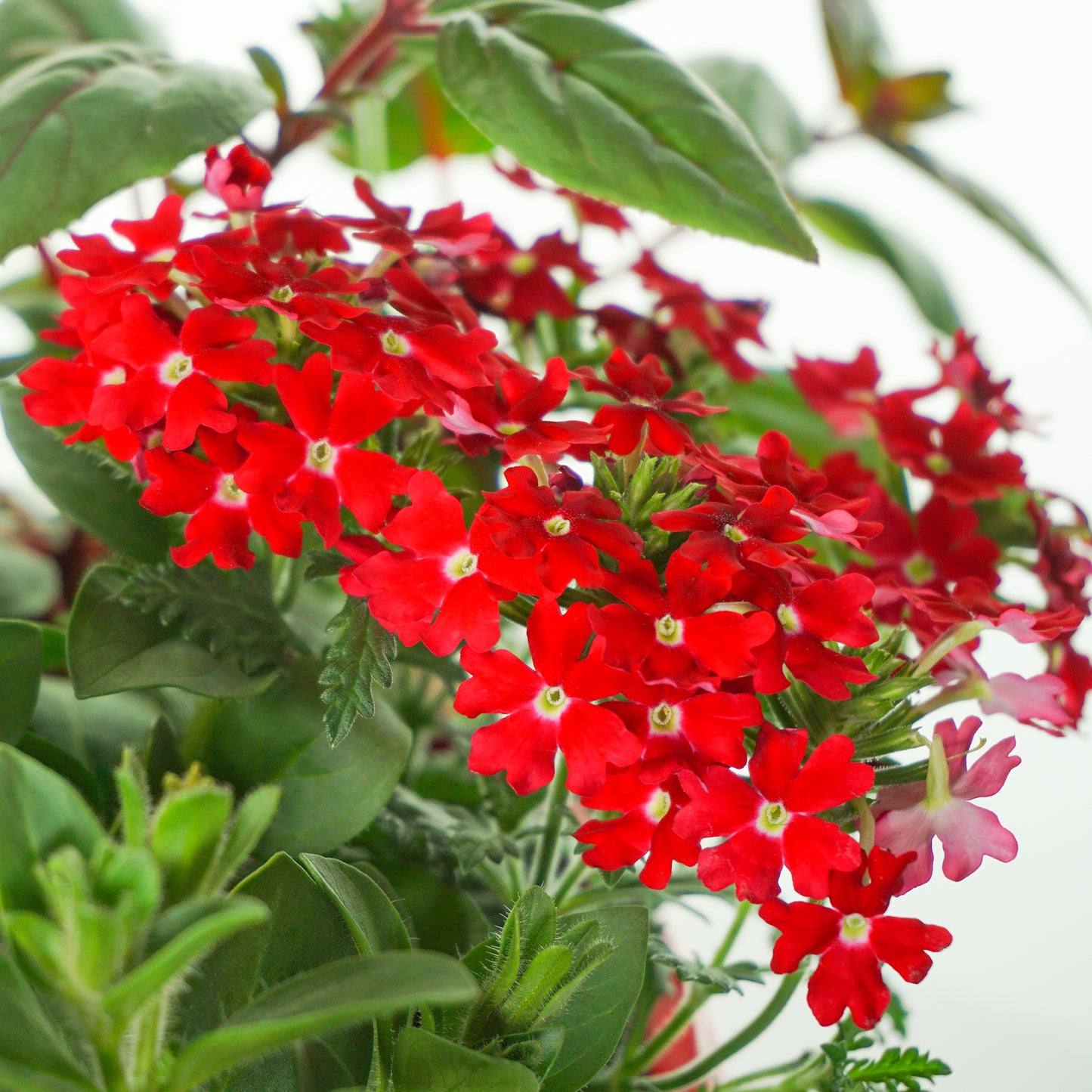 Hanging Basket - Red Shades