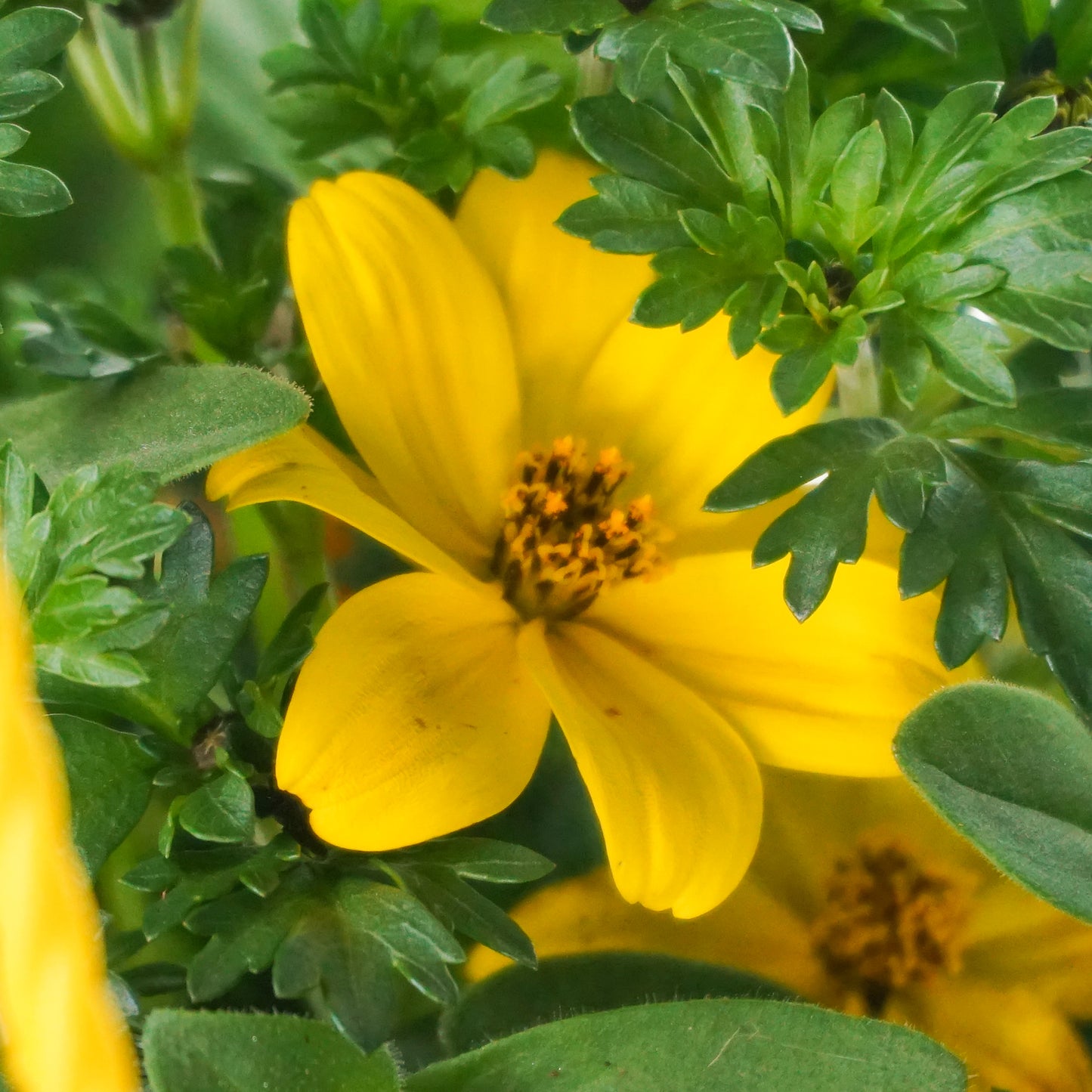 Hanging Basket - Yellow Shades