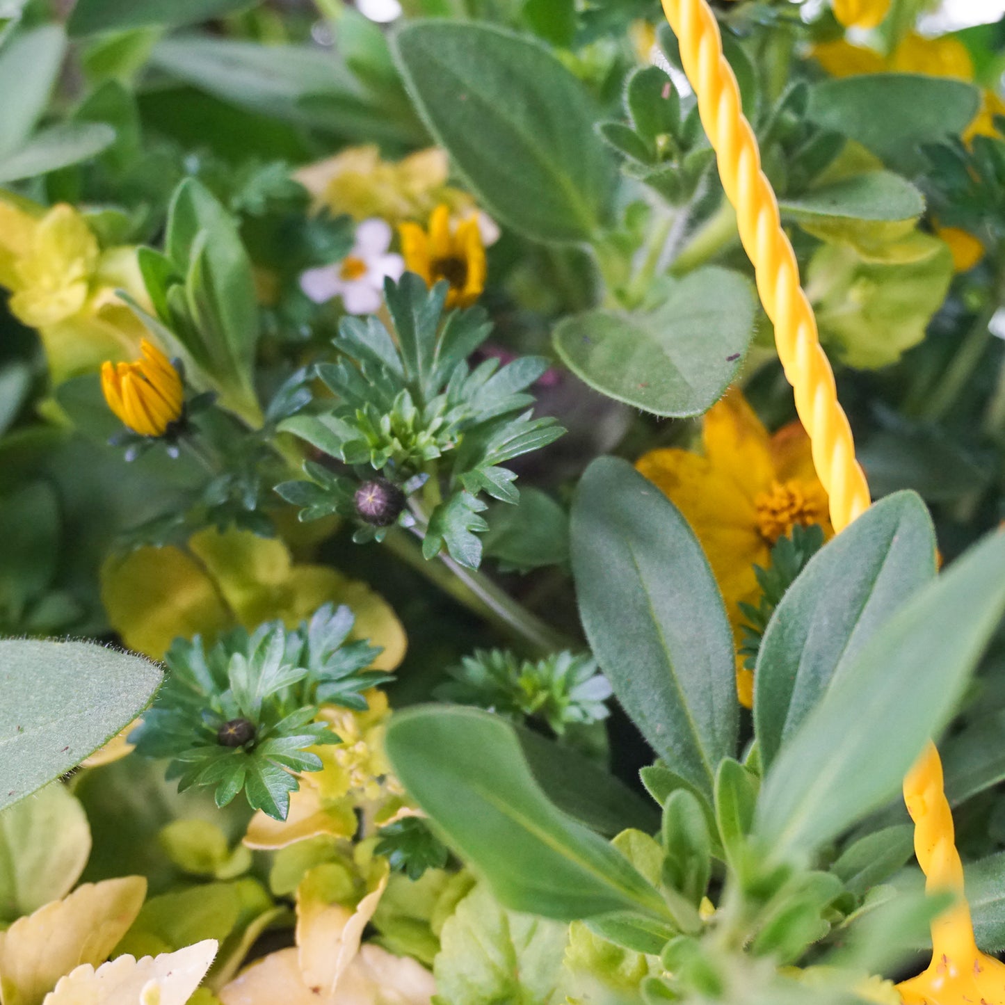 Hanging Basket - Yellow Shades