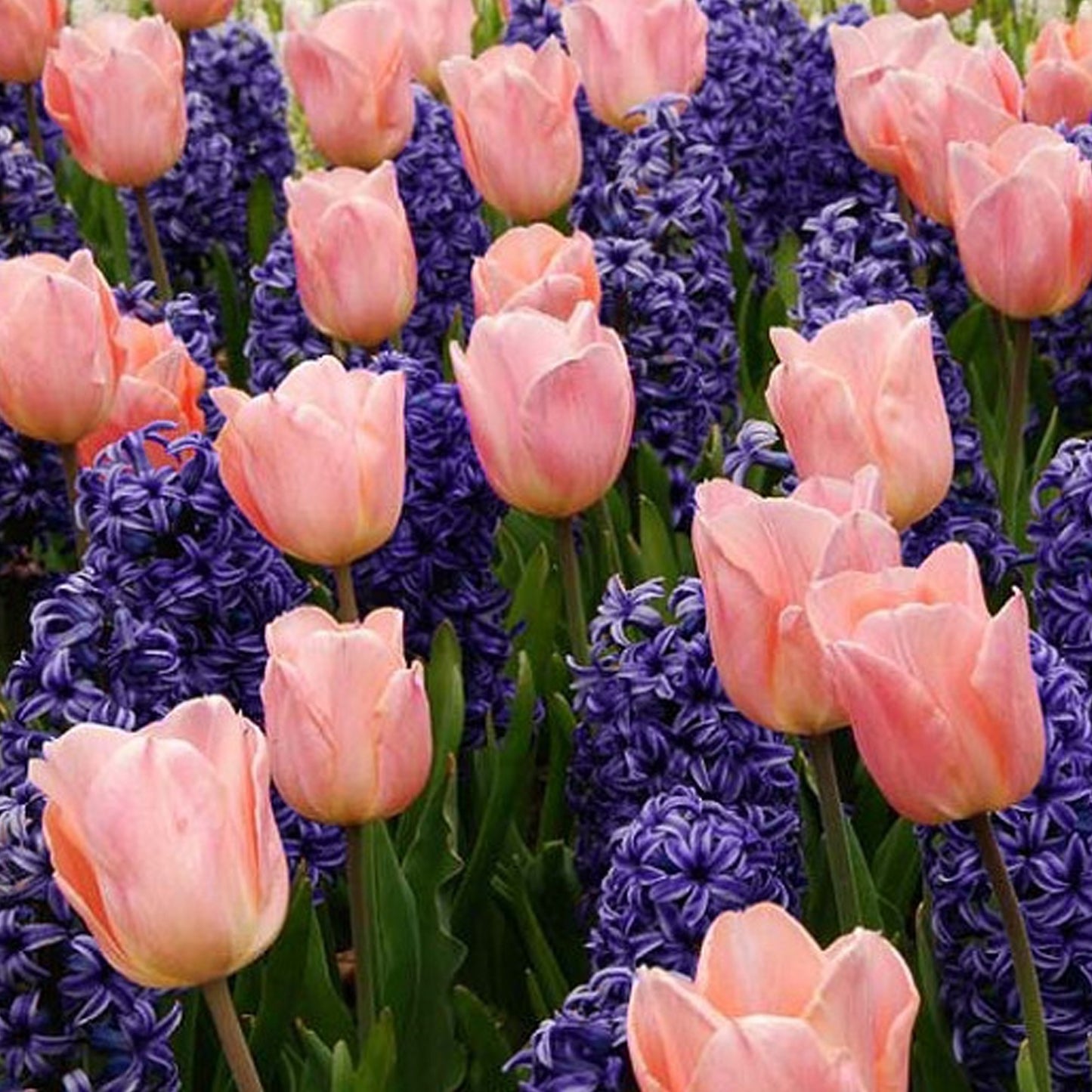Combination - Hyacinth Blue & Tulip Pink (Pack of 15)