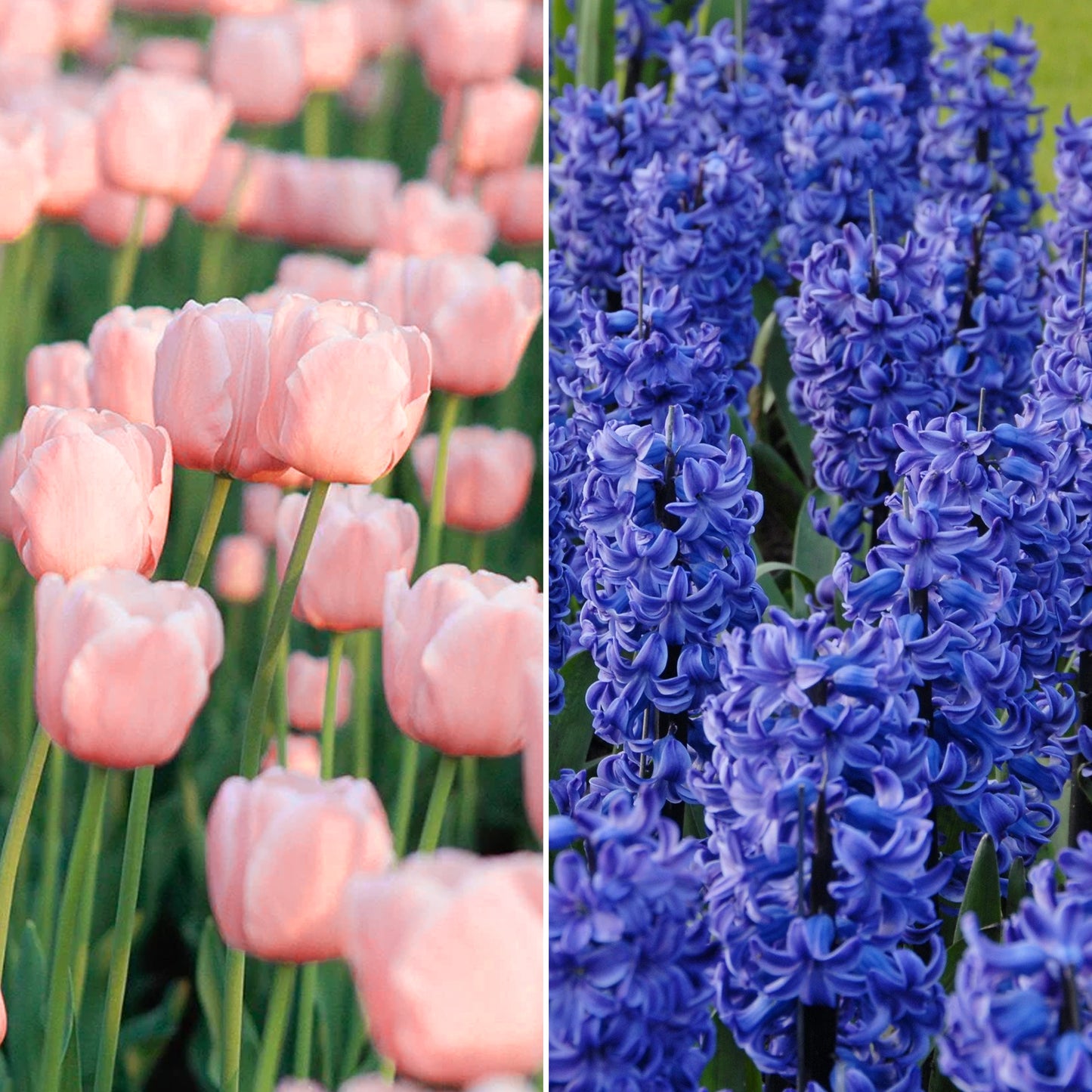 Combination - Hyacinth Blue & Tulip Pink (Pack of 15)