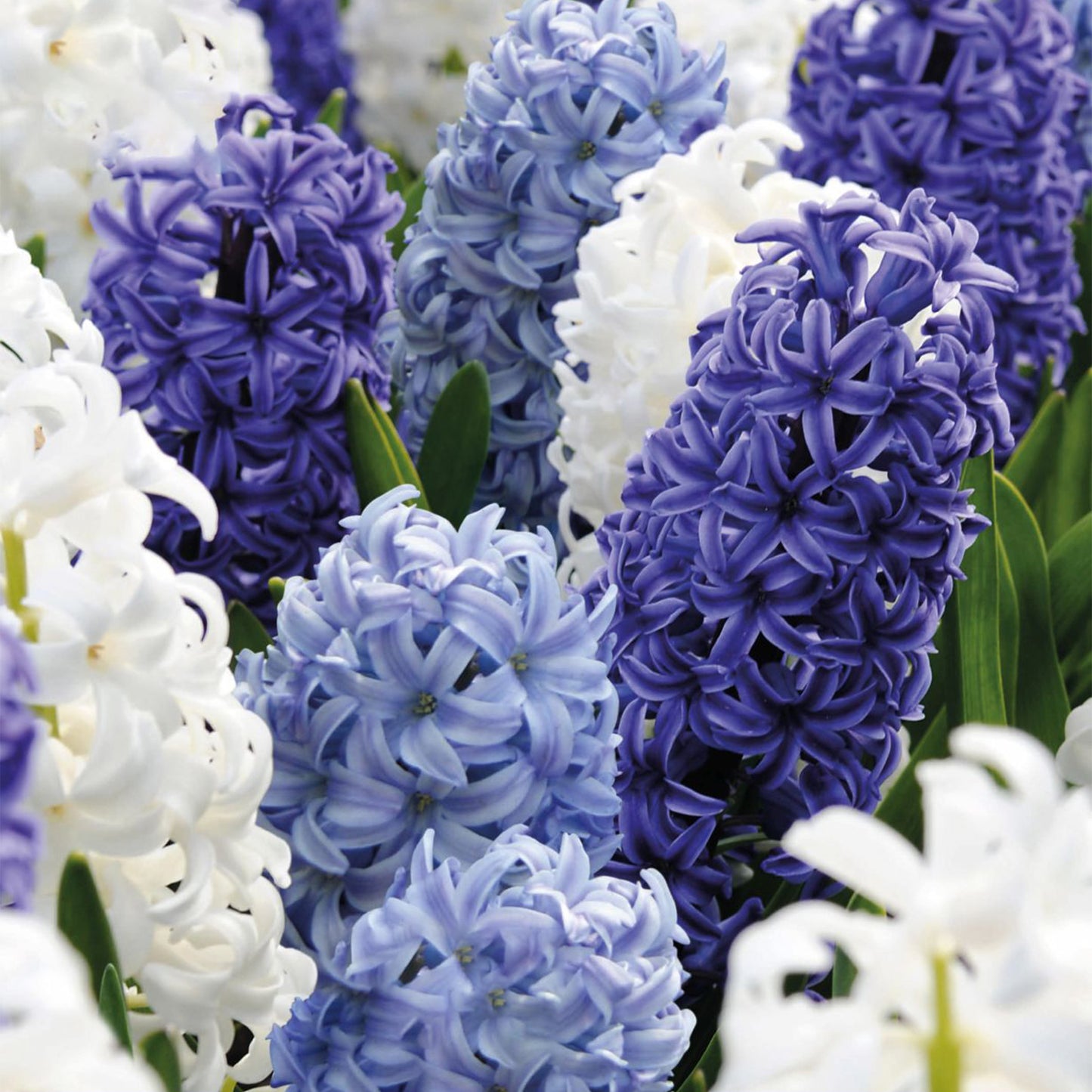 Combination - Hyacinth Ocean Blend (Pack of 8)