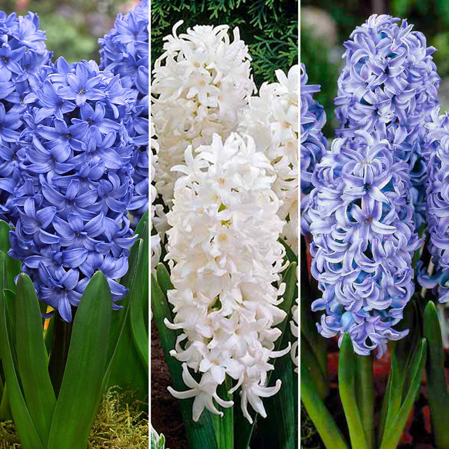 Combination - Hyacinth Ocean Blend (Pack of 8)