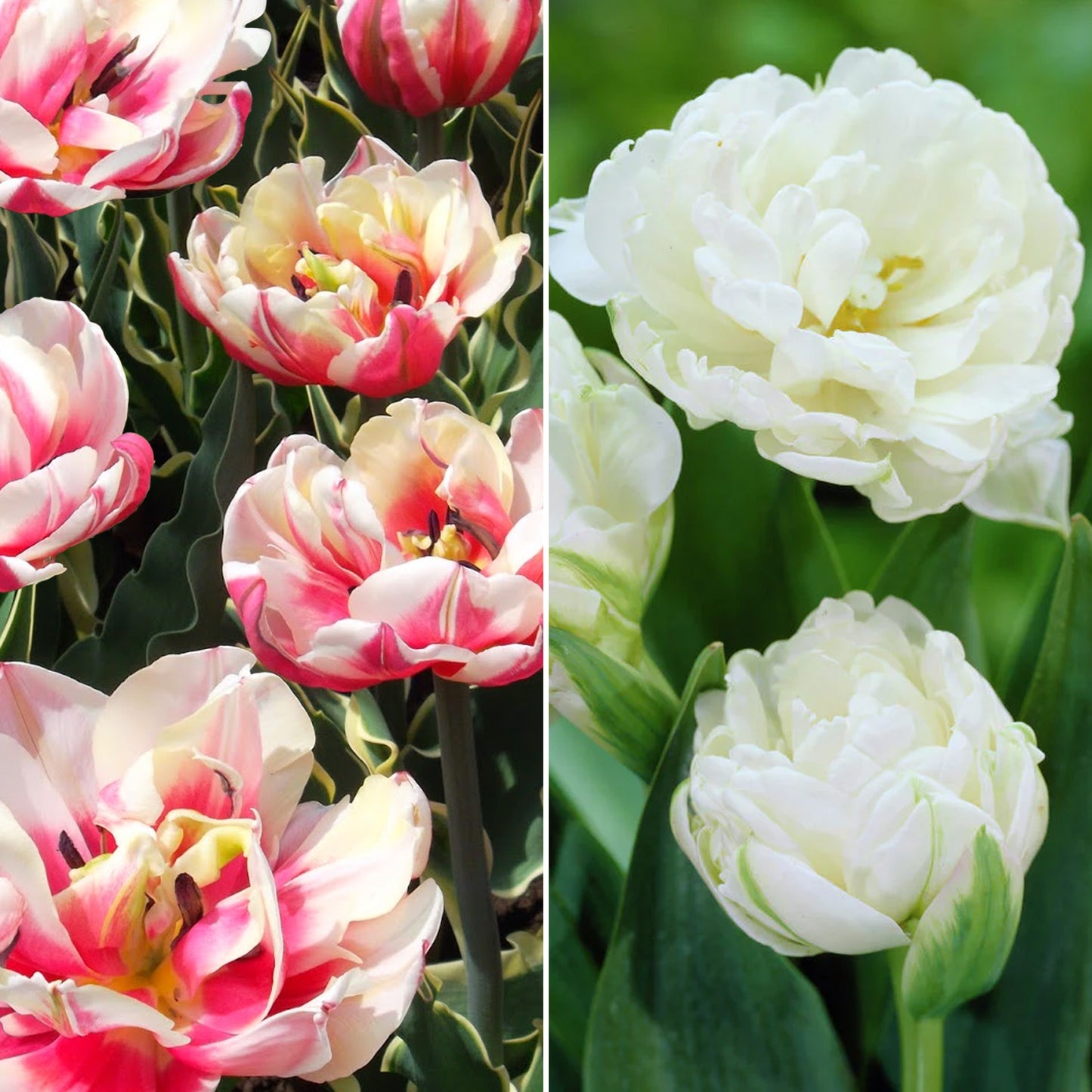 Combination - Tulip Double Red & White (Pack of 15)