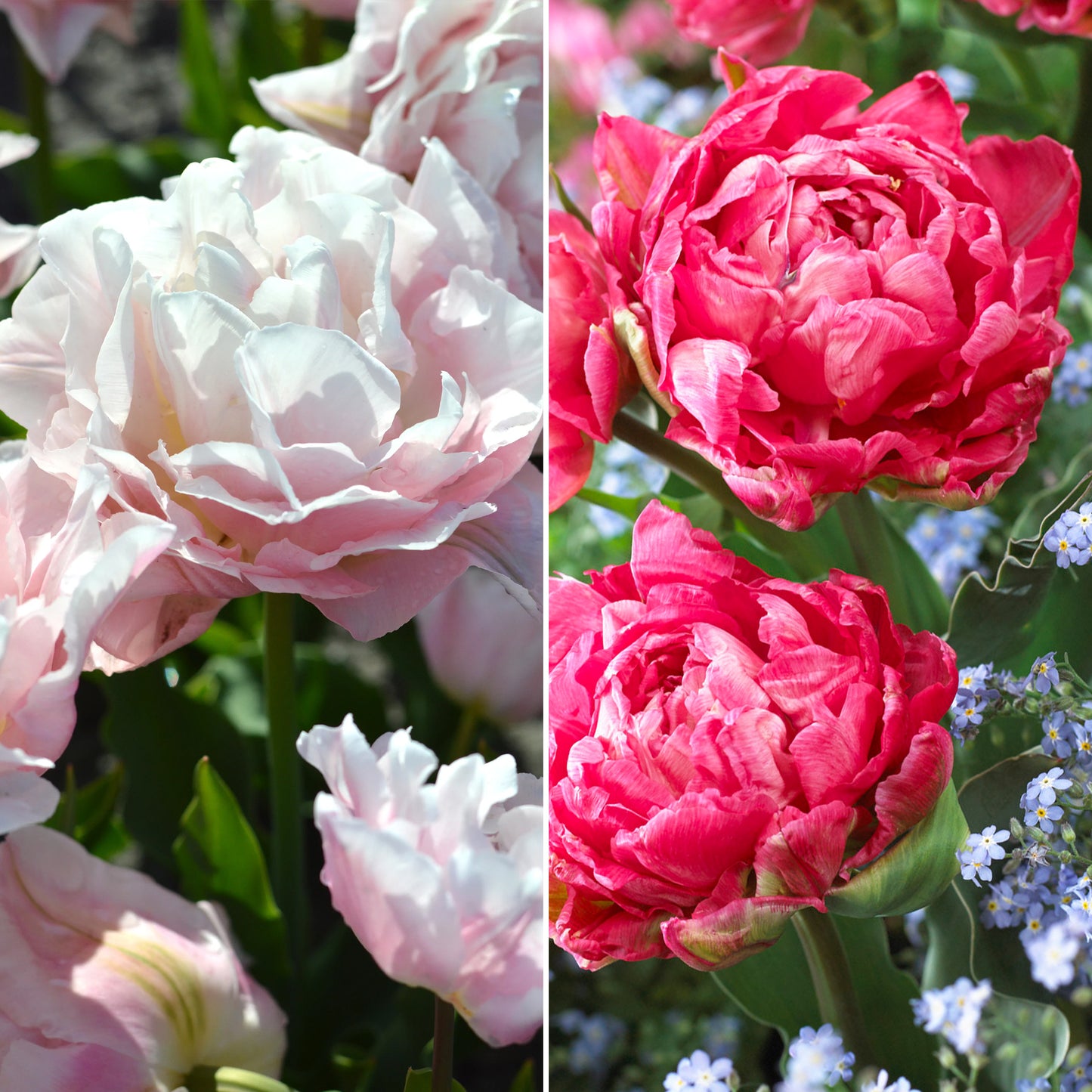 Combination - Tulip Double Sweet Pink Mix (Pack of 12)