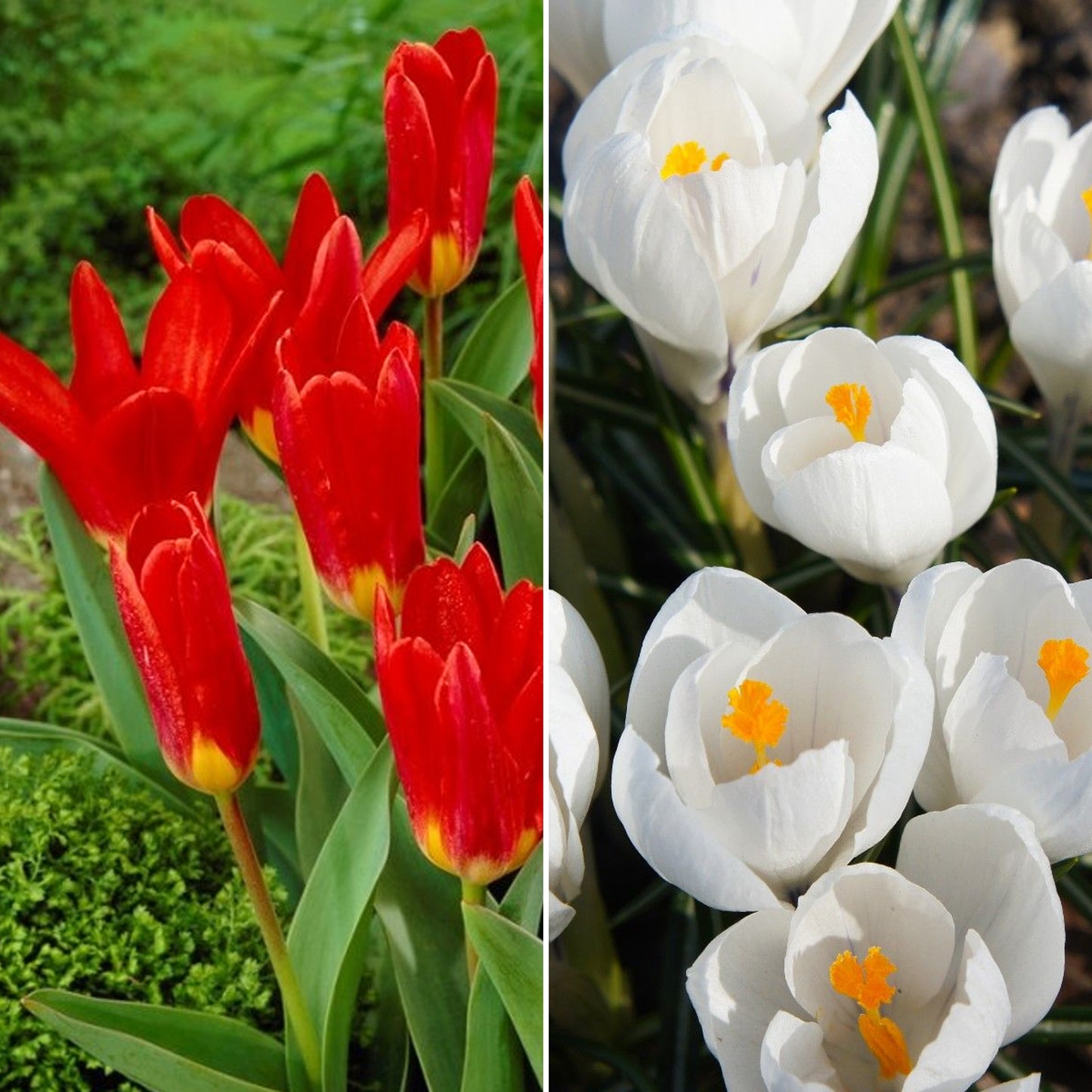Combination - Tulip Red & Crocus White (Pack of 25)
