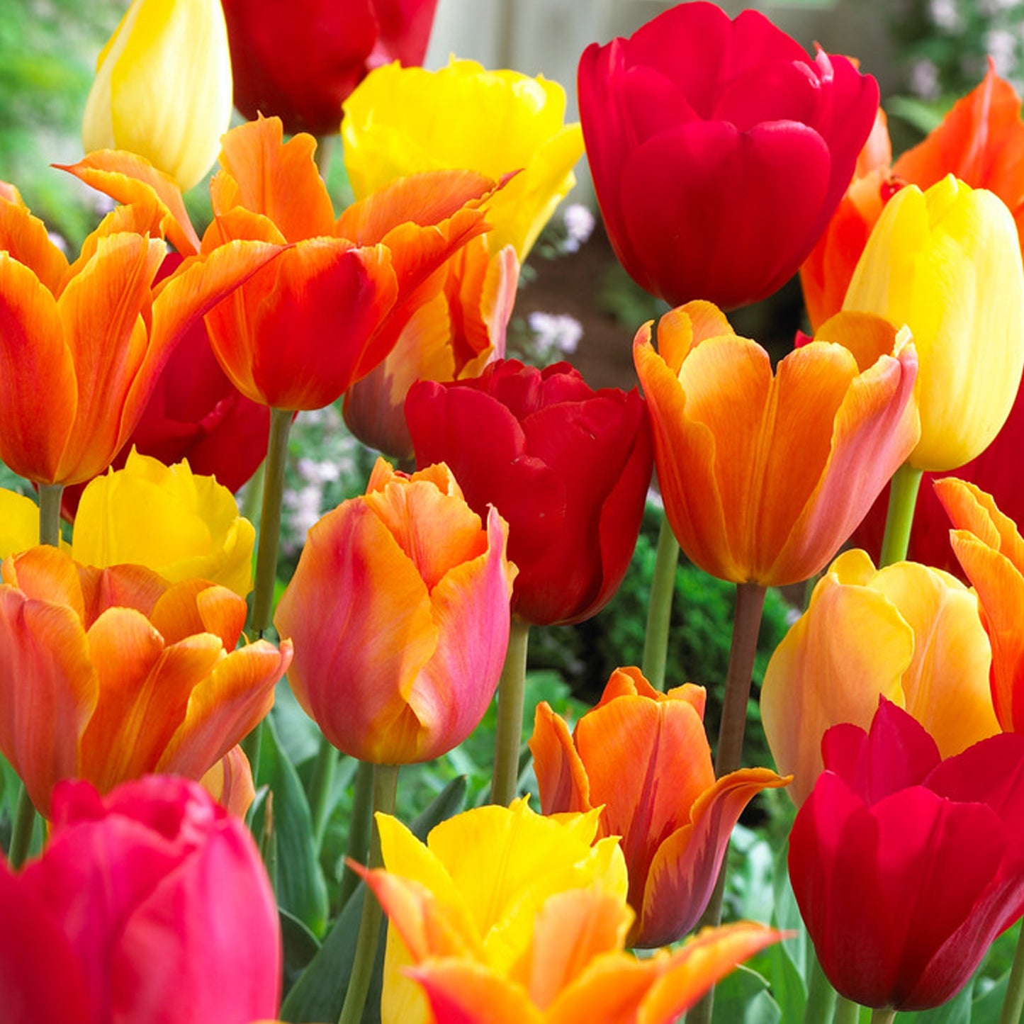 Combination - Tulip Red, Orange & Yellow Blend (Pack of 20)