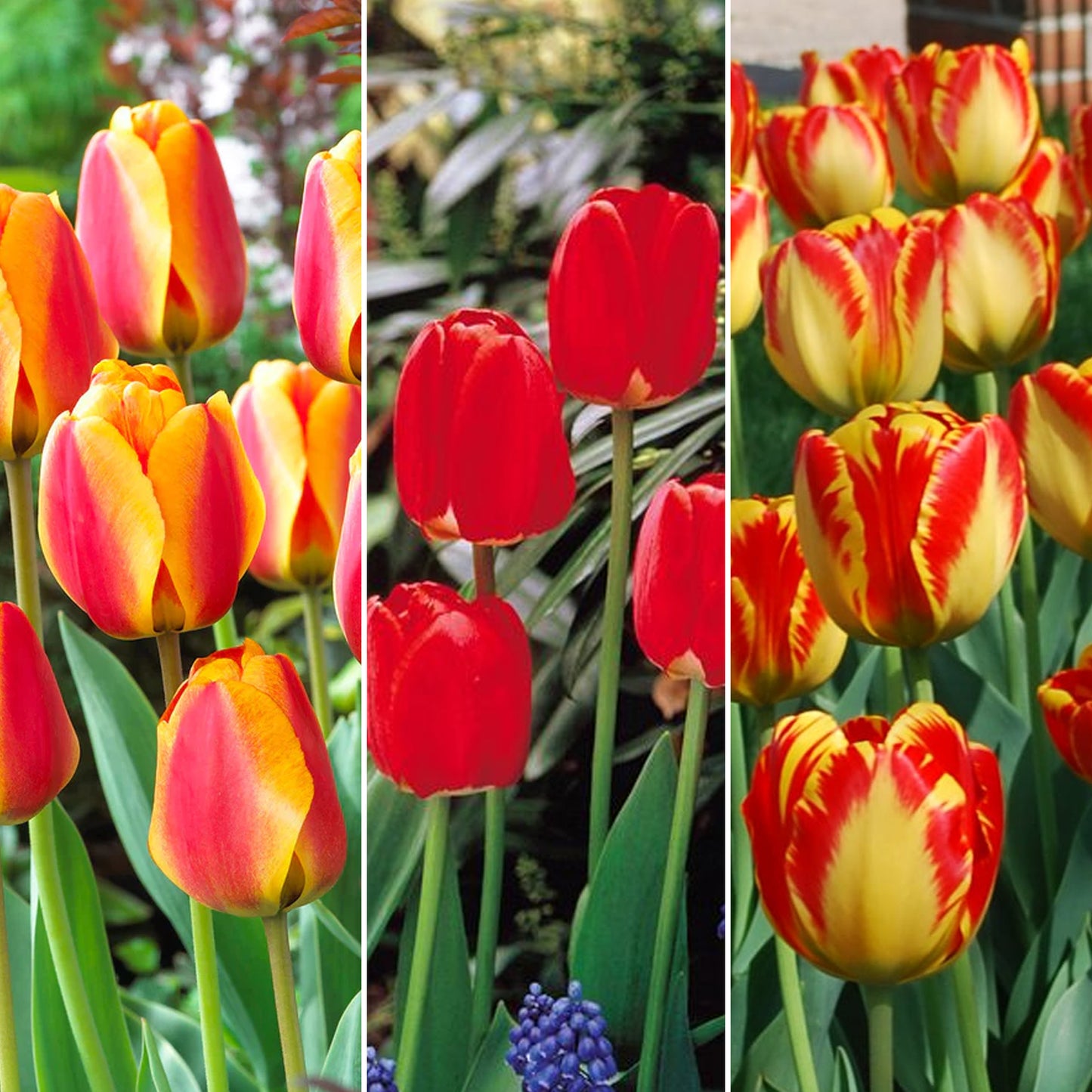 Combination - Tulip Red, Orange & Yellow Blend (Pack of 20)