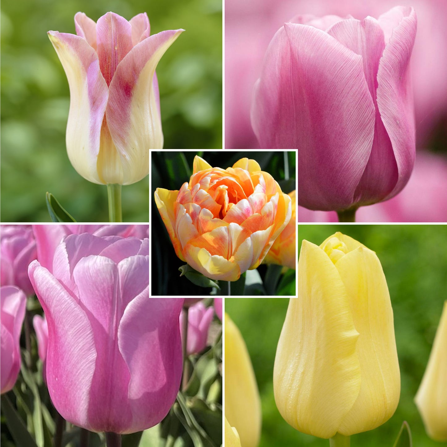 Combination - Tulip Soft Tones Blend (Pack of 20)