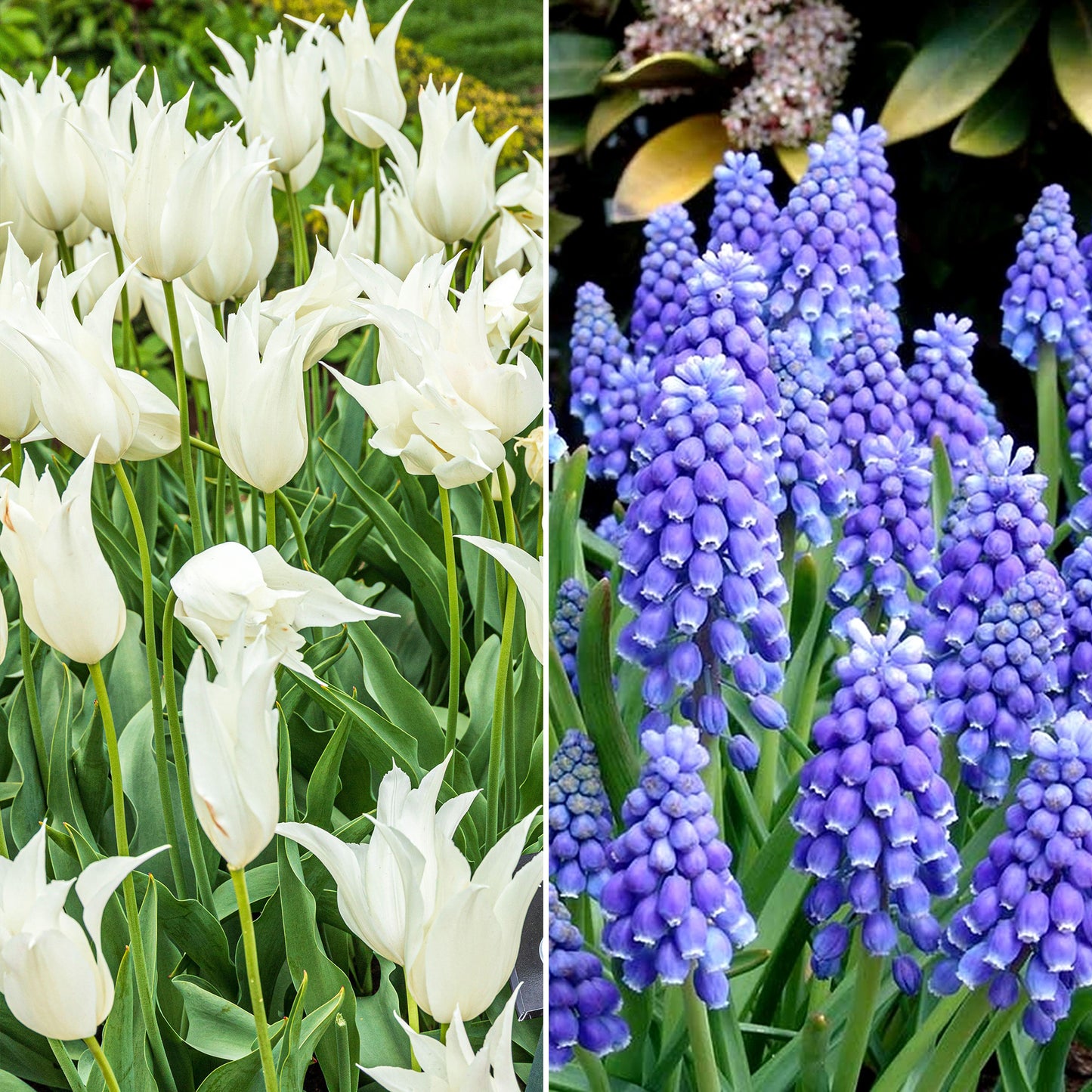 Combination - Tulip White & Muscari Blue (Pack of 25)