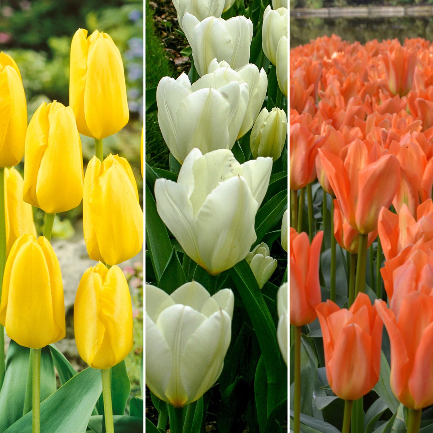 Combination - Tulip White, Yellow & Orange Blend (Pack of 20)