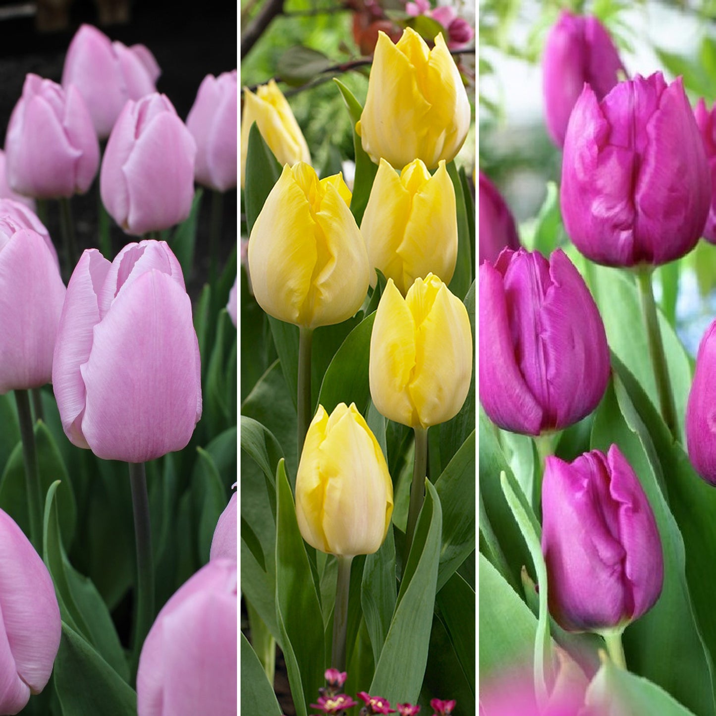 Combination - Tulip Yellow, Purple & Lilac Blend (Pack of 20)