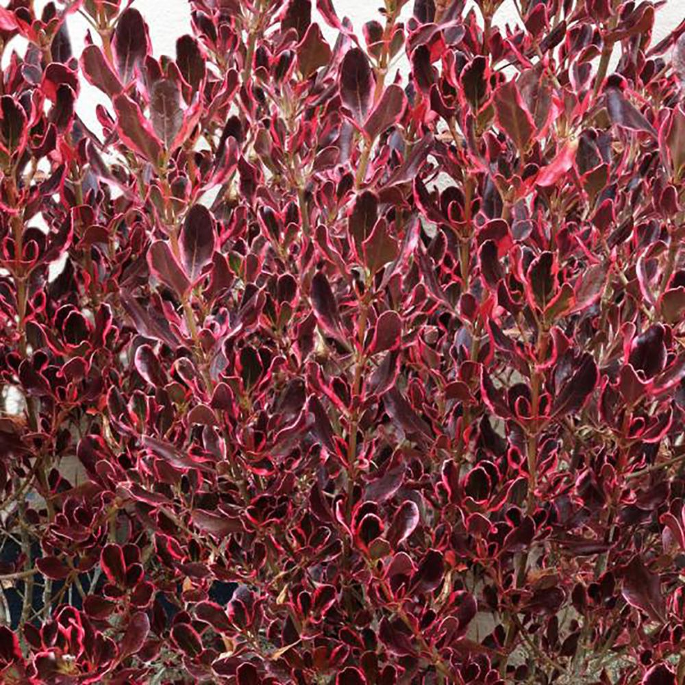 Coprosma Pacific Dawn (9cm)
