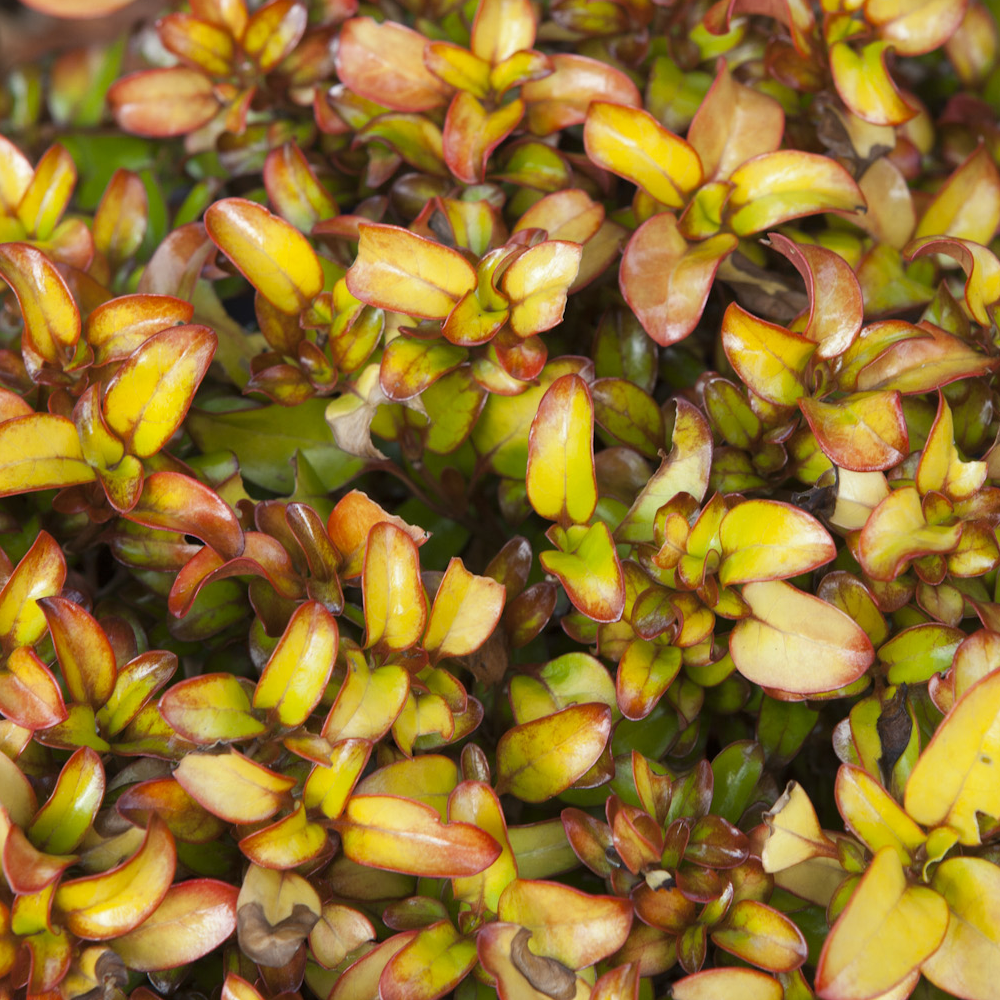 Coprosma Pina Colada (9cm)