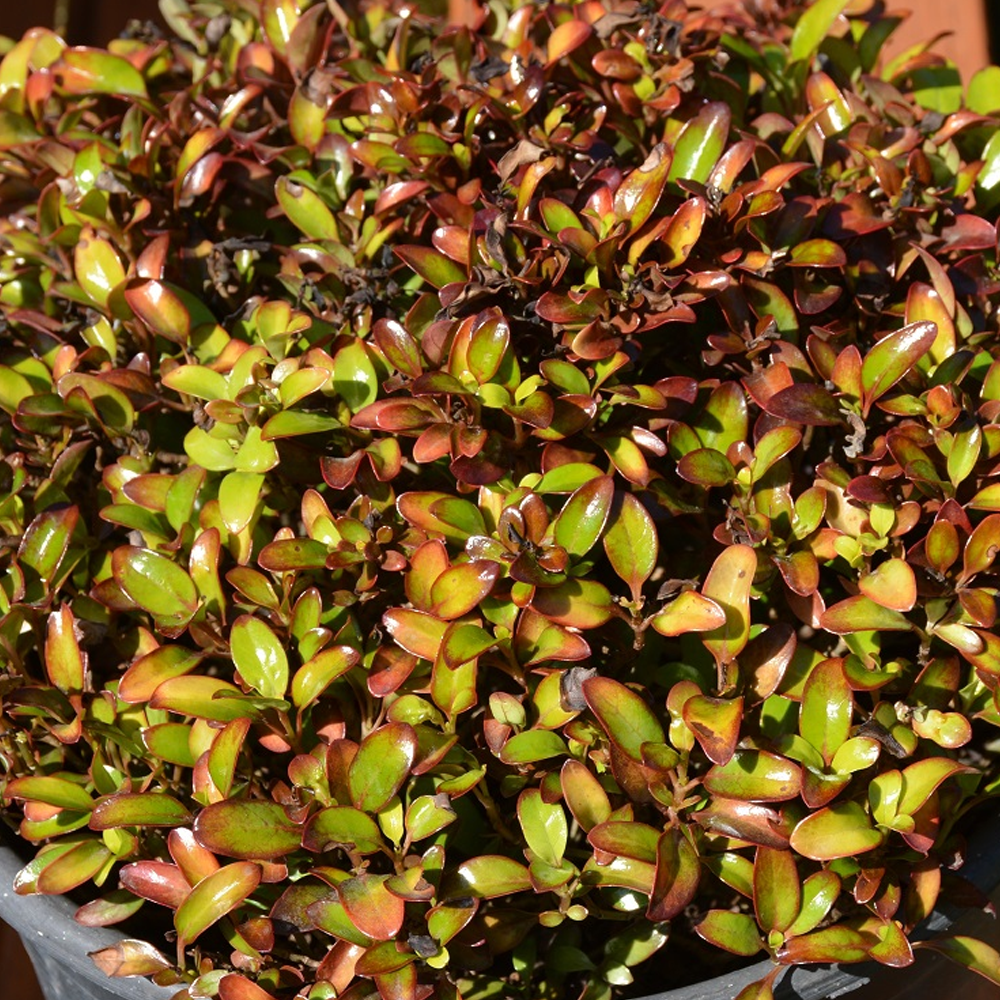 Coprosma Pina Colada (9cm)